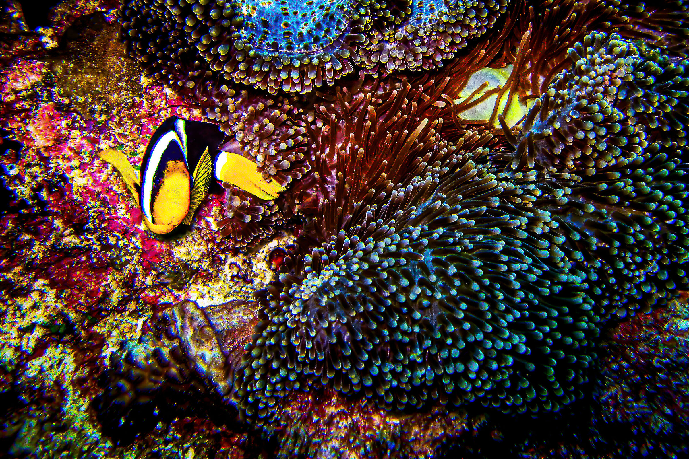 Pagliaccio maldiviano