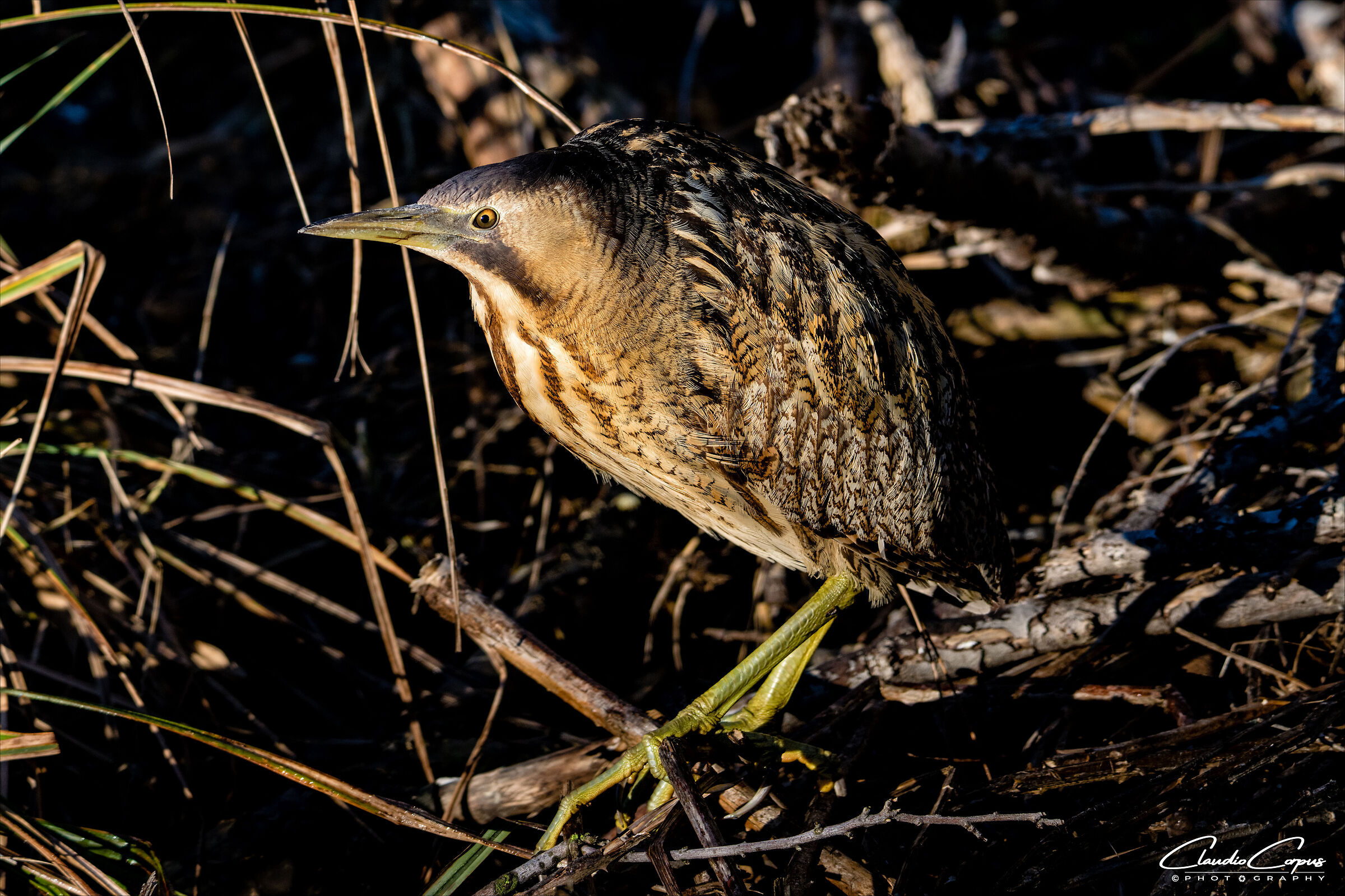 Bittern