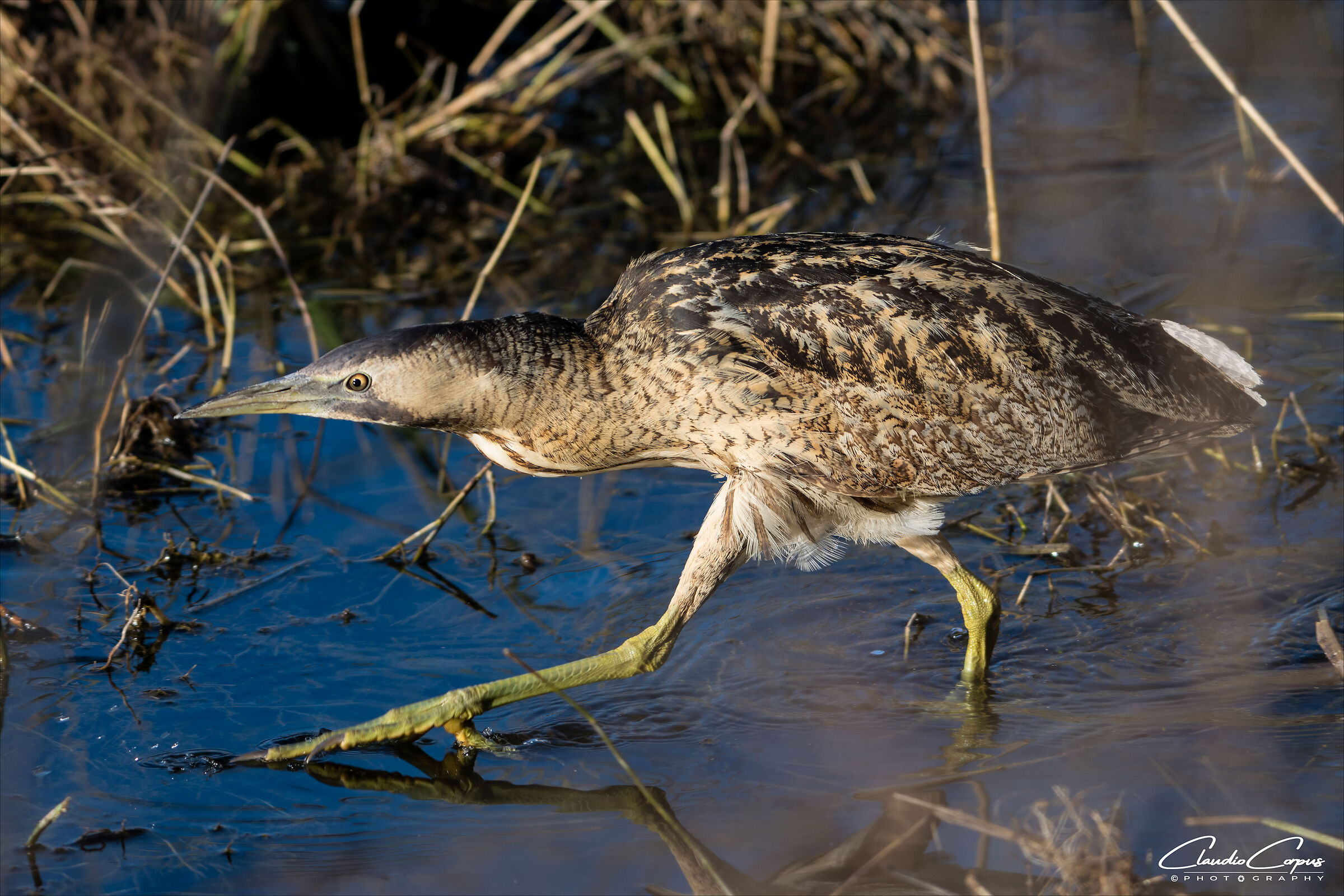 Bittern