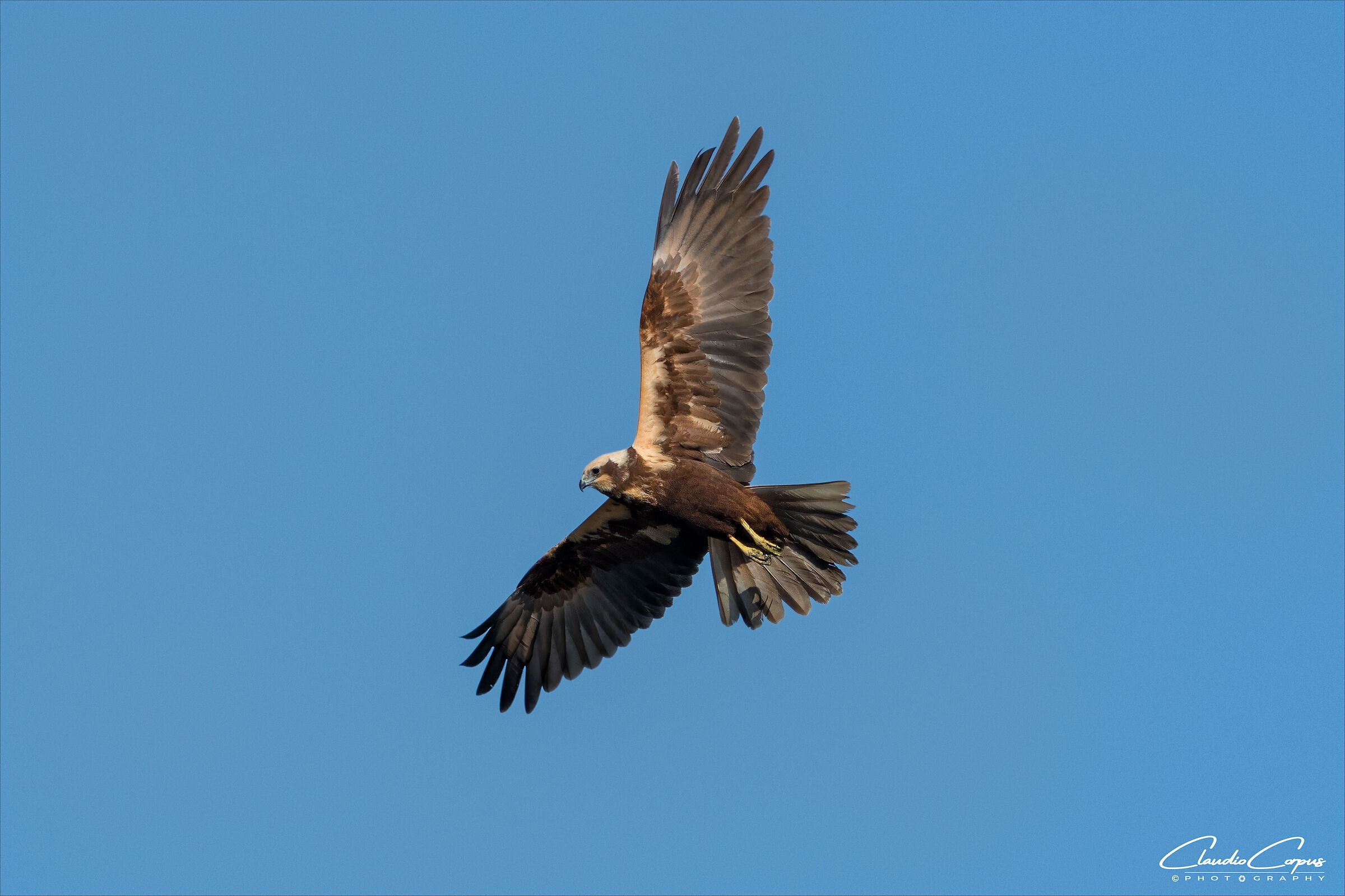 Marsh Harrier