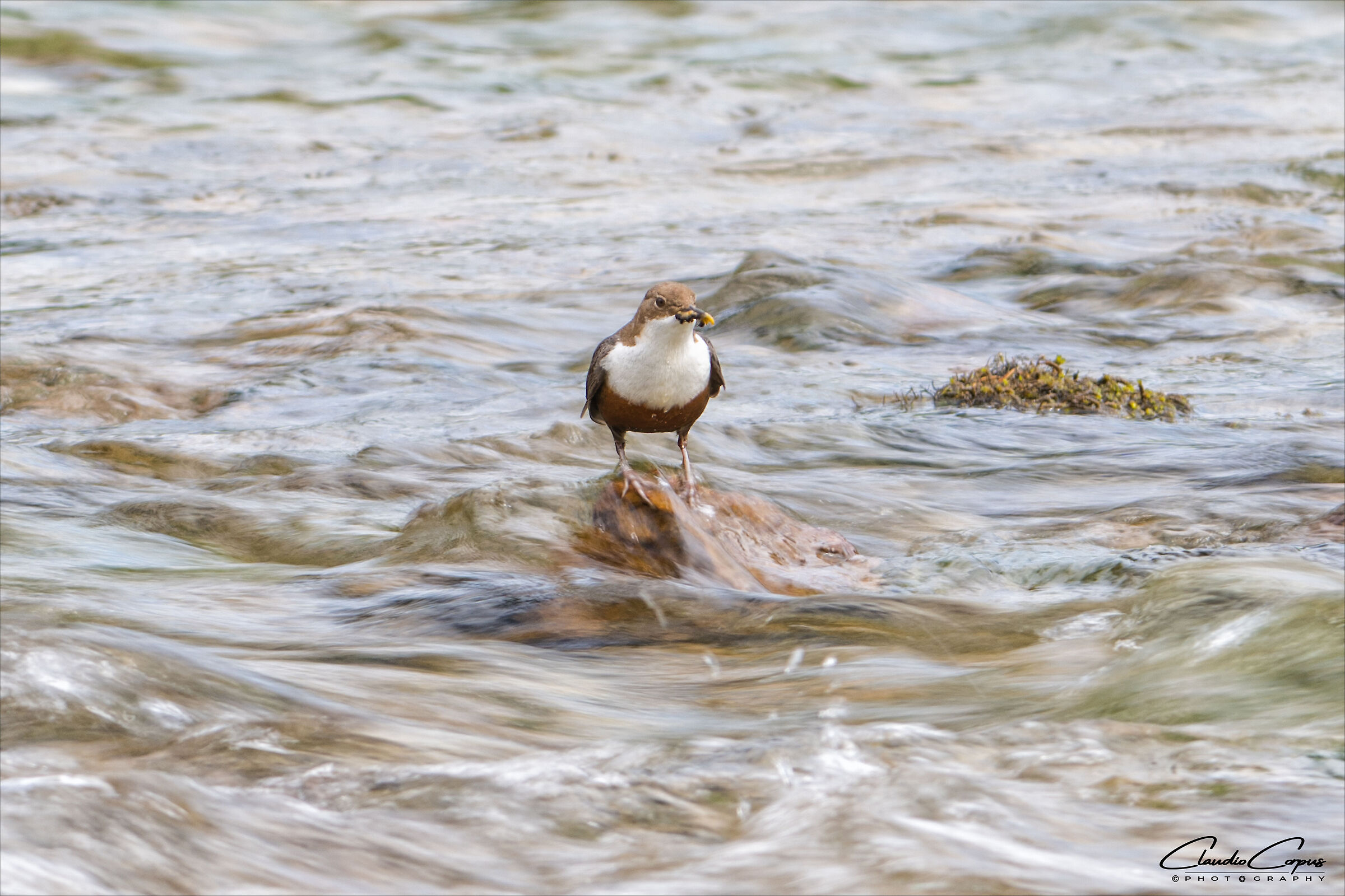 White-throated dipper