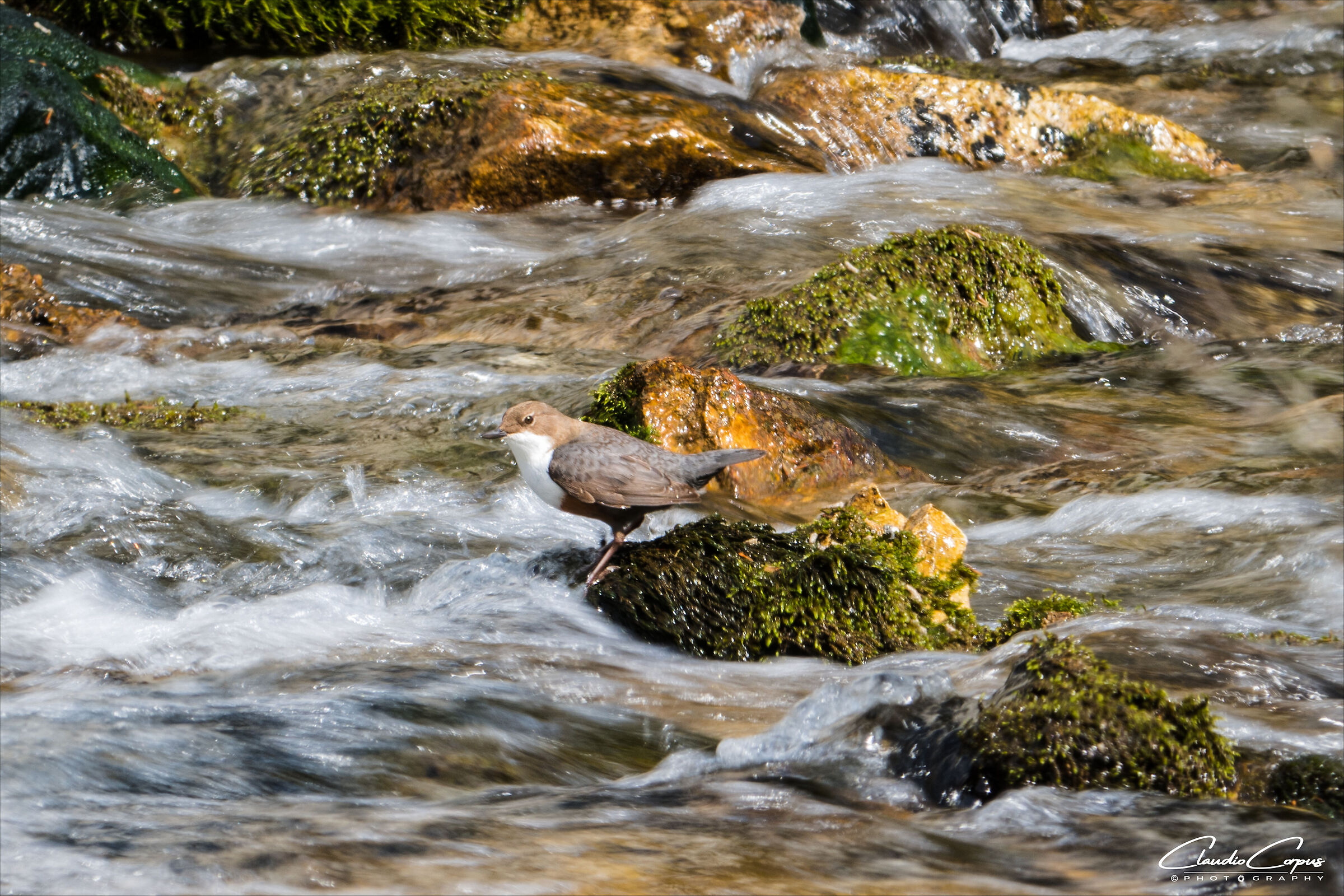 White-throated dipper