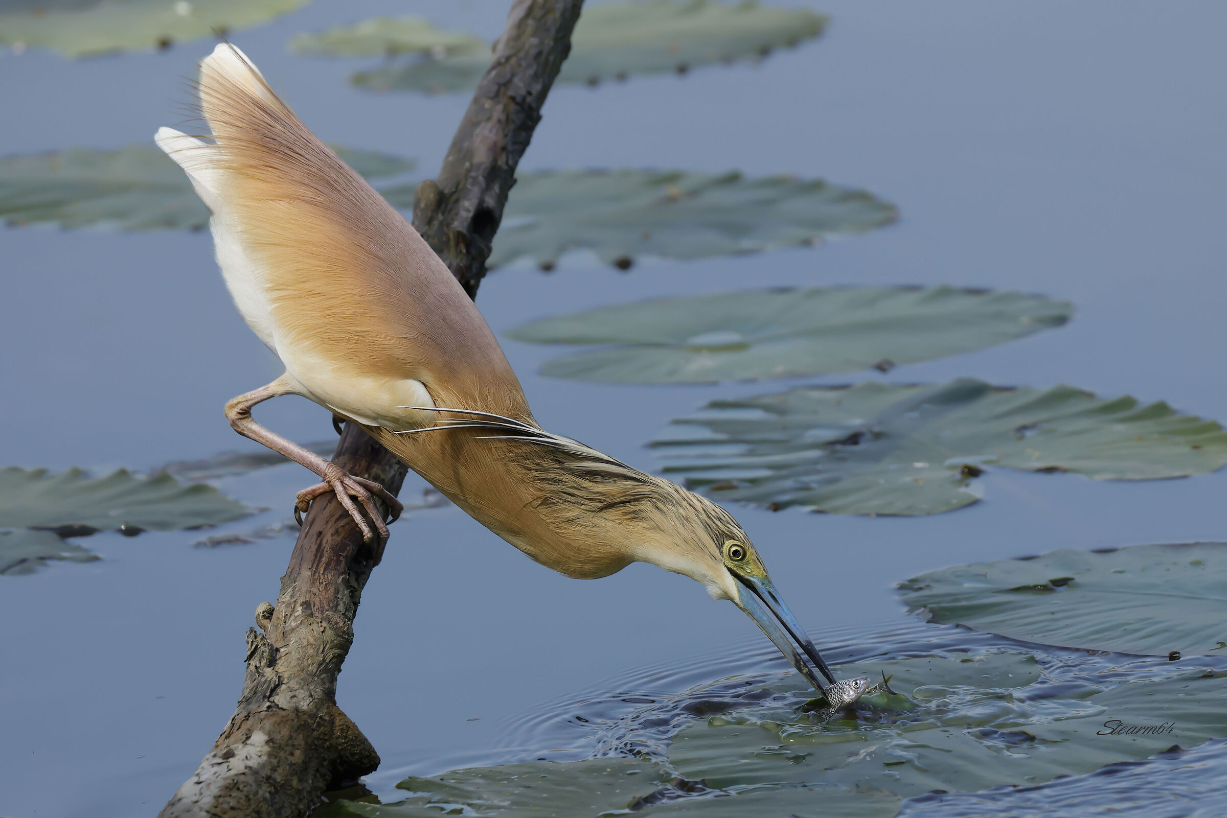 Squacco heron