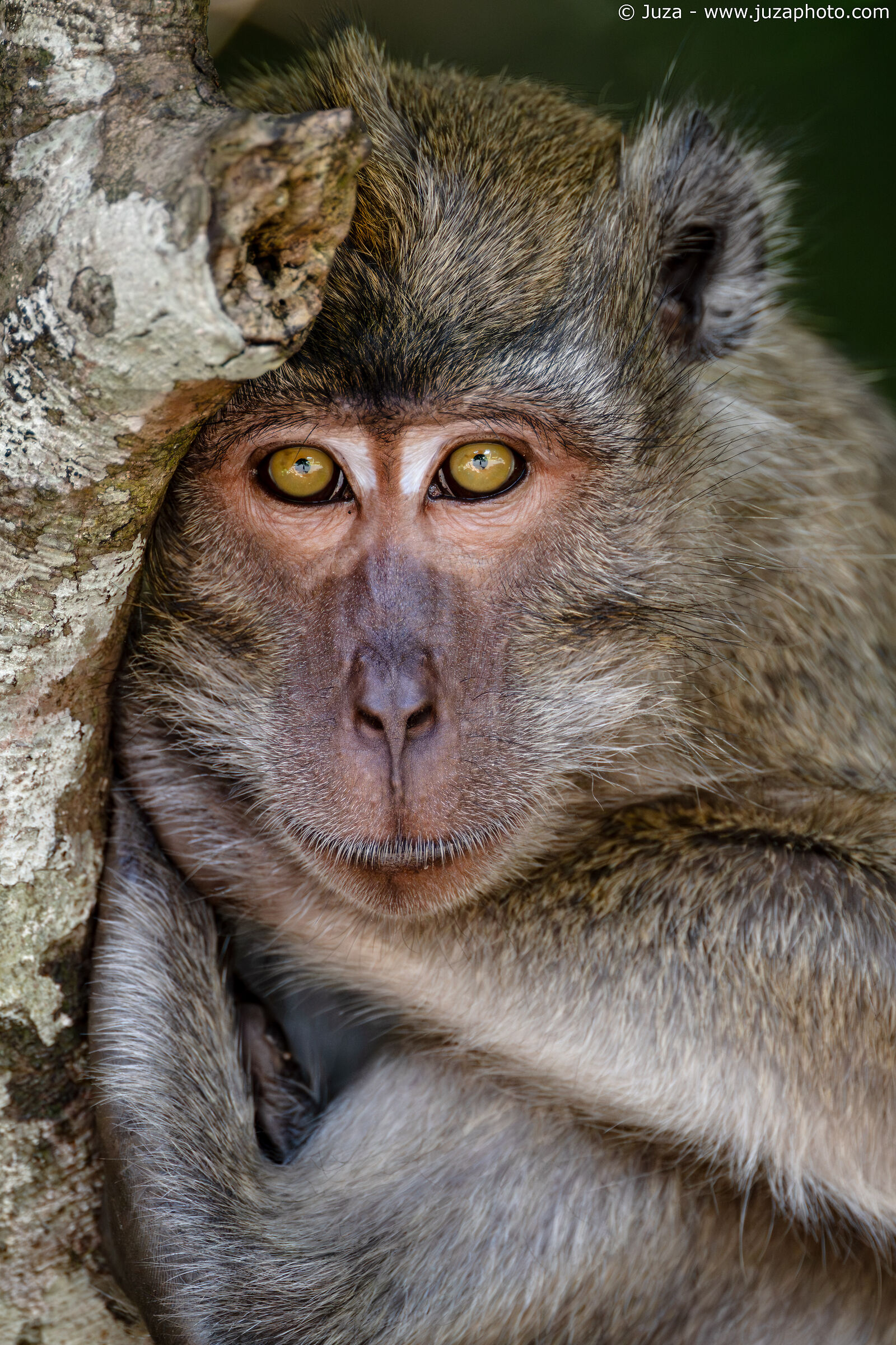 Lo sguardo del macaco