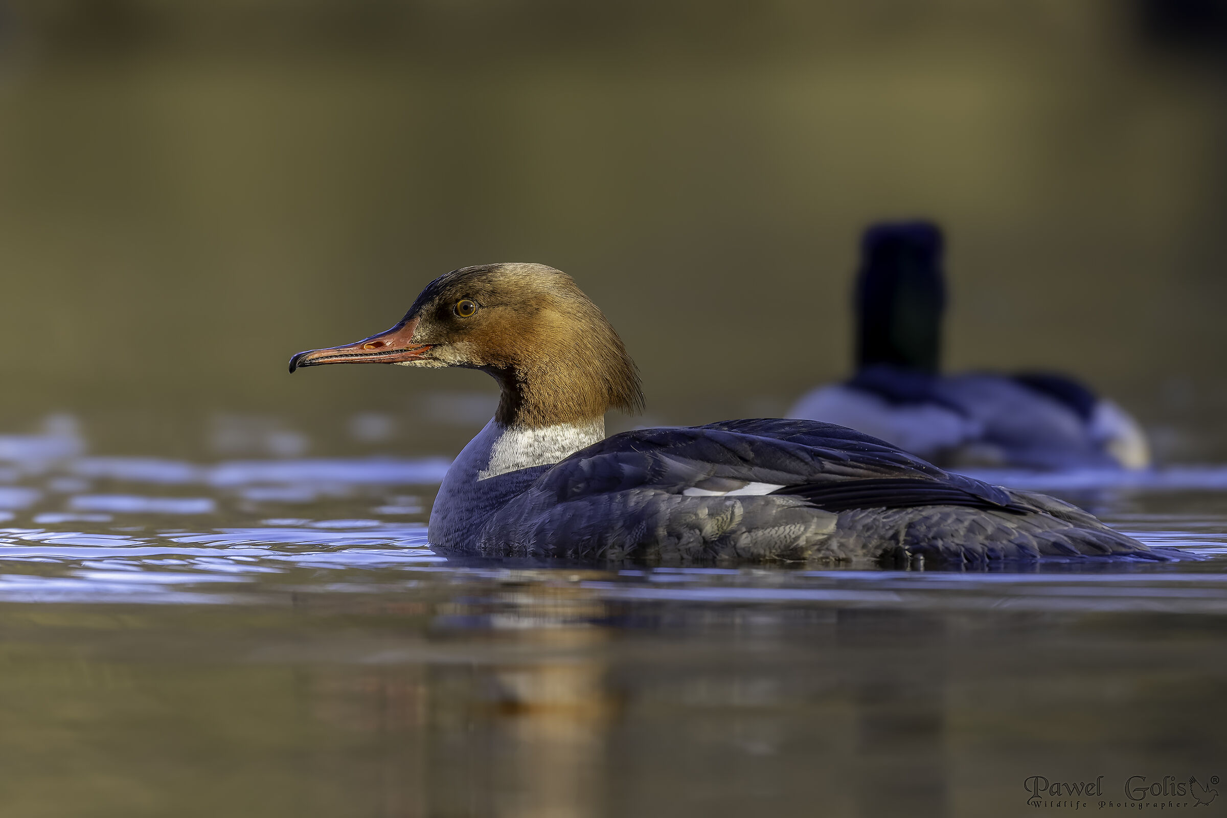 Mergus merganser (Common Merganser)