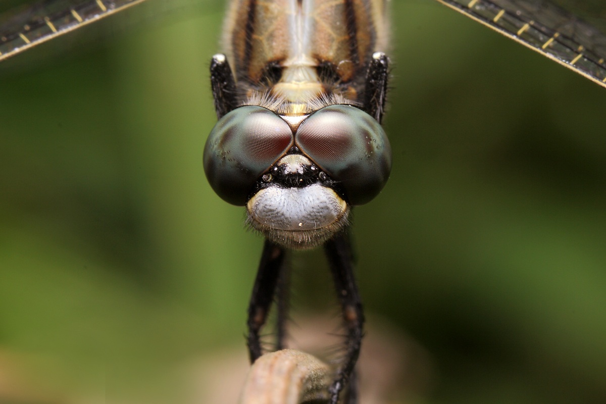 Dragonfly in the control tower