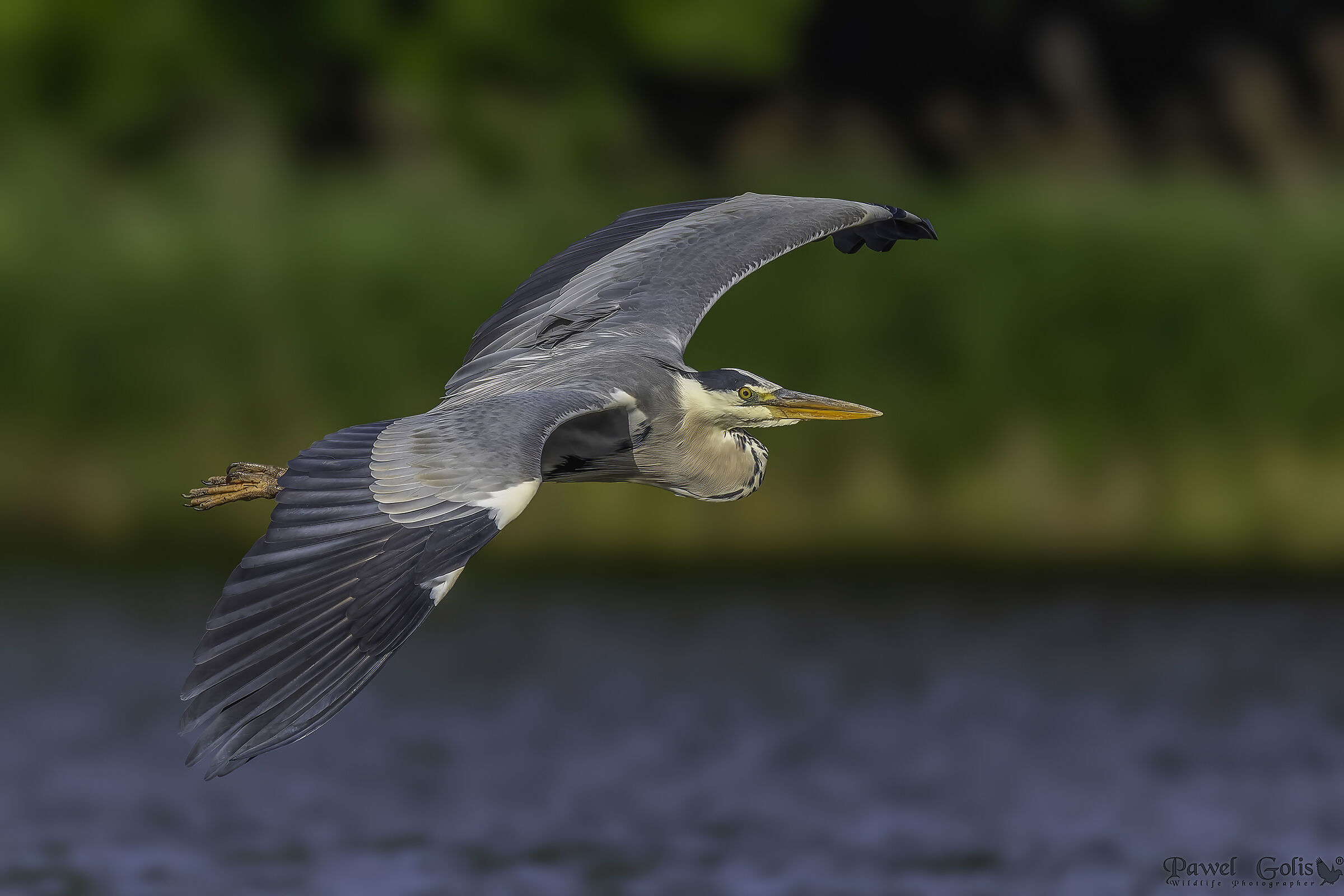 Grey heron (Ardea cinerea)