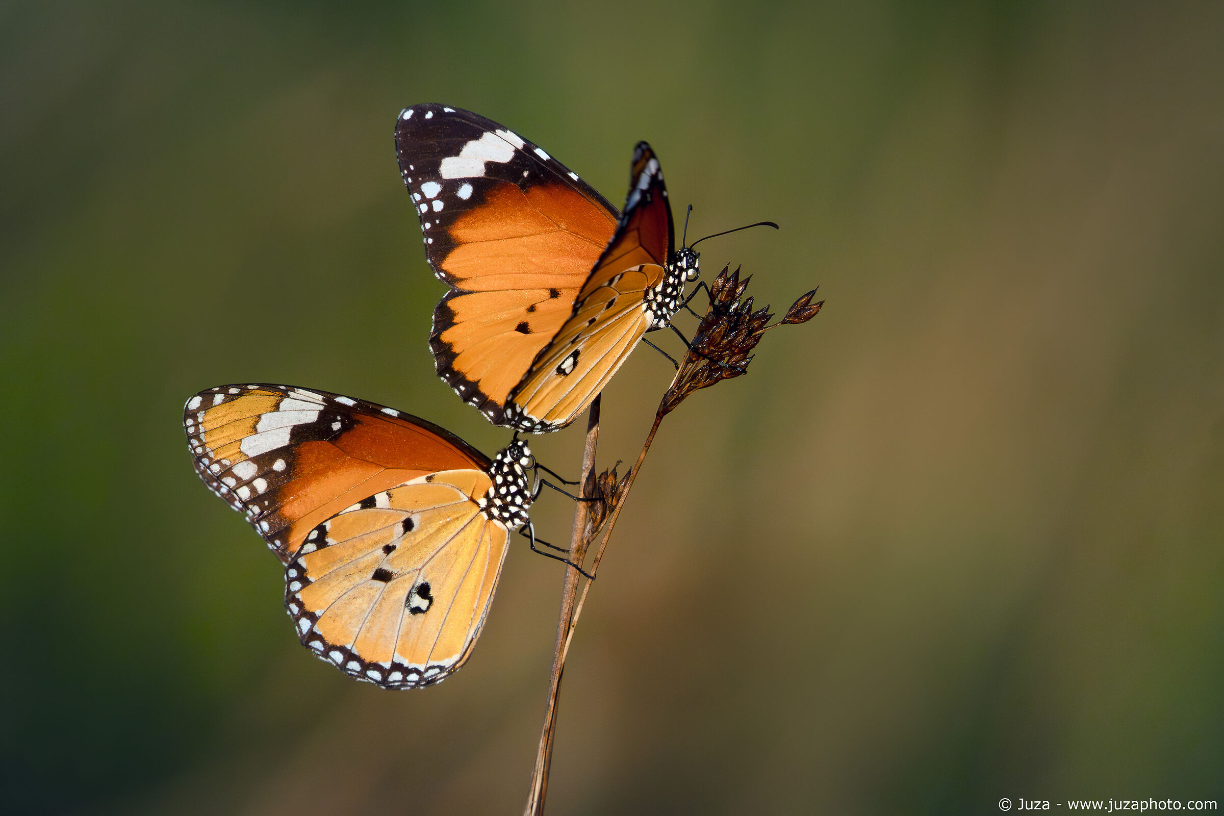 Danaus chrysippus