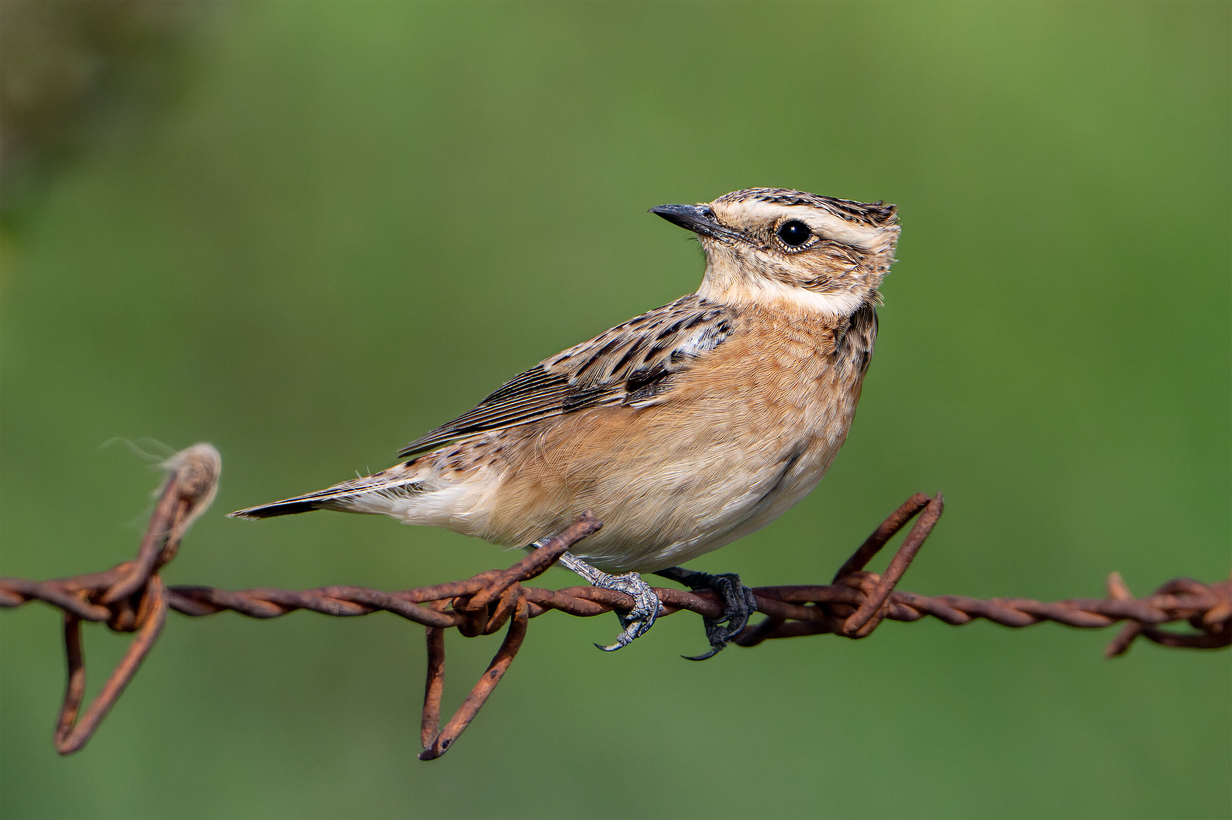 Disheveled whinchat
