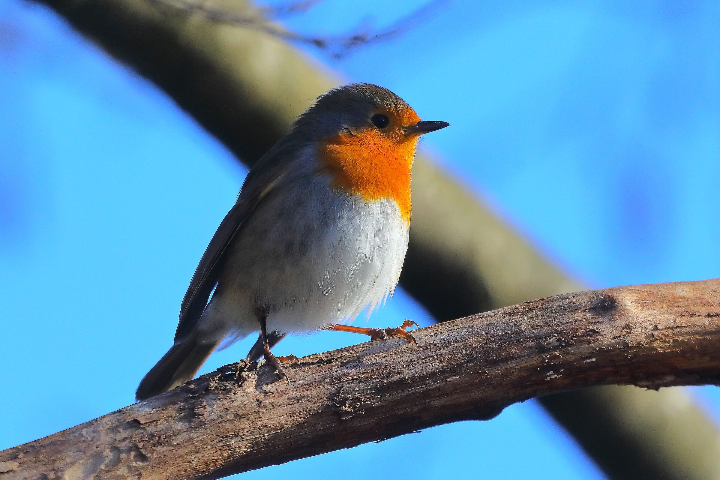 Pettirosso 01 gennaio 2025 - 0062