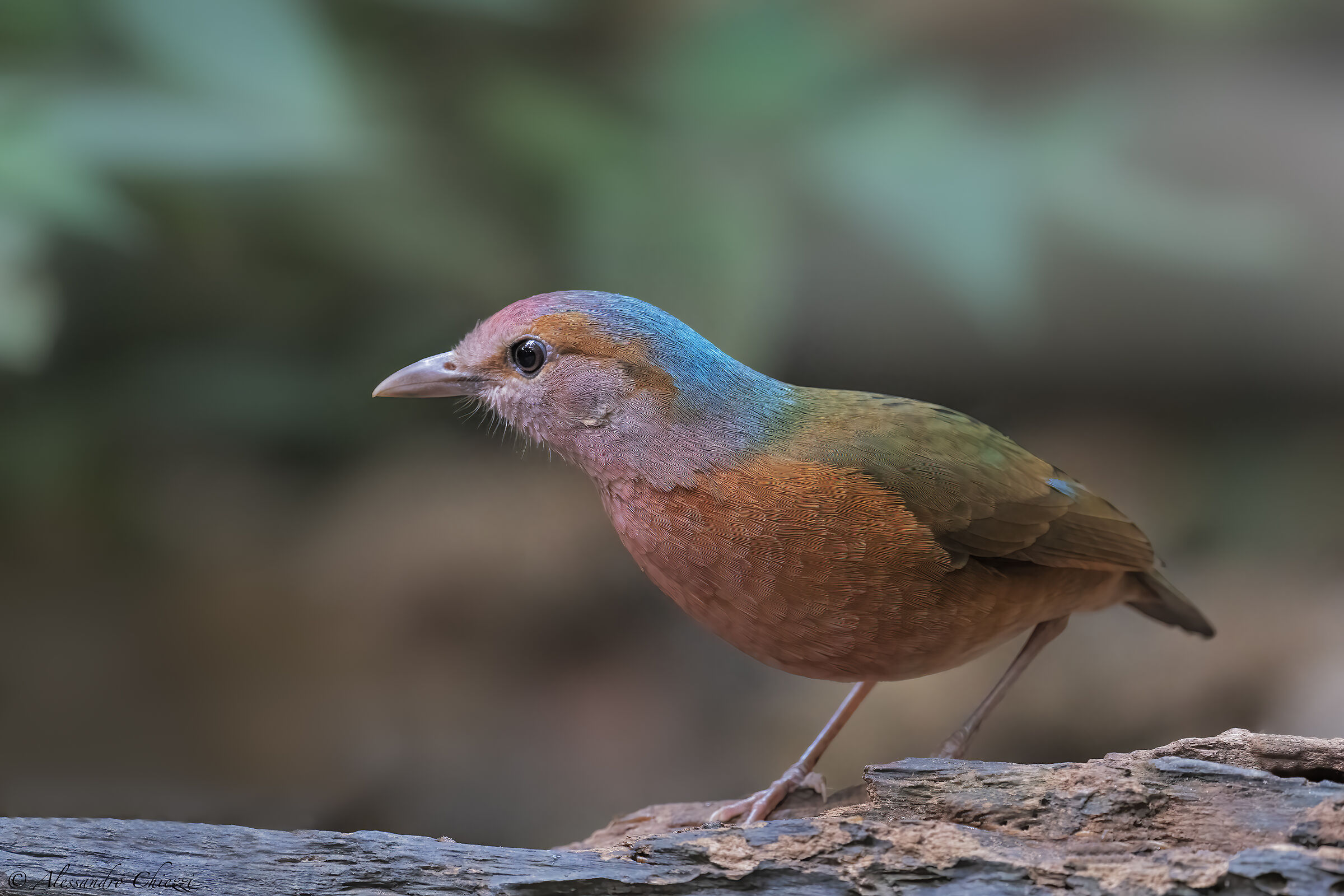 Blue-backed Pitta