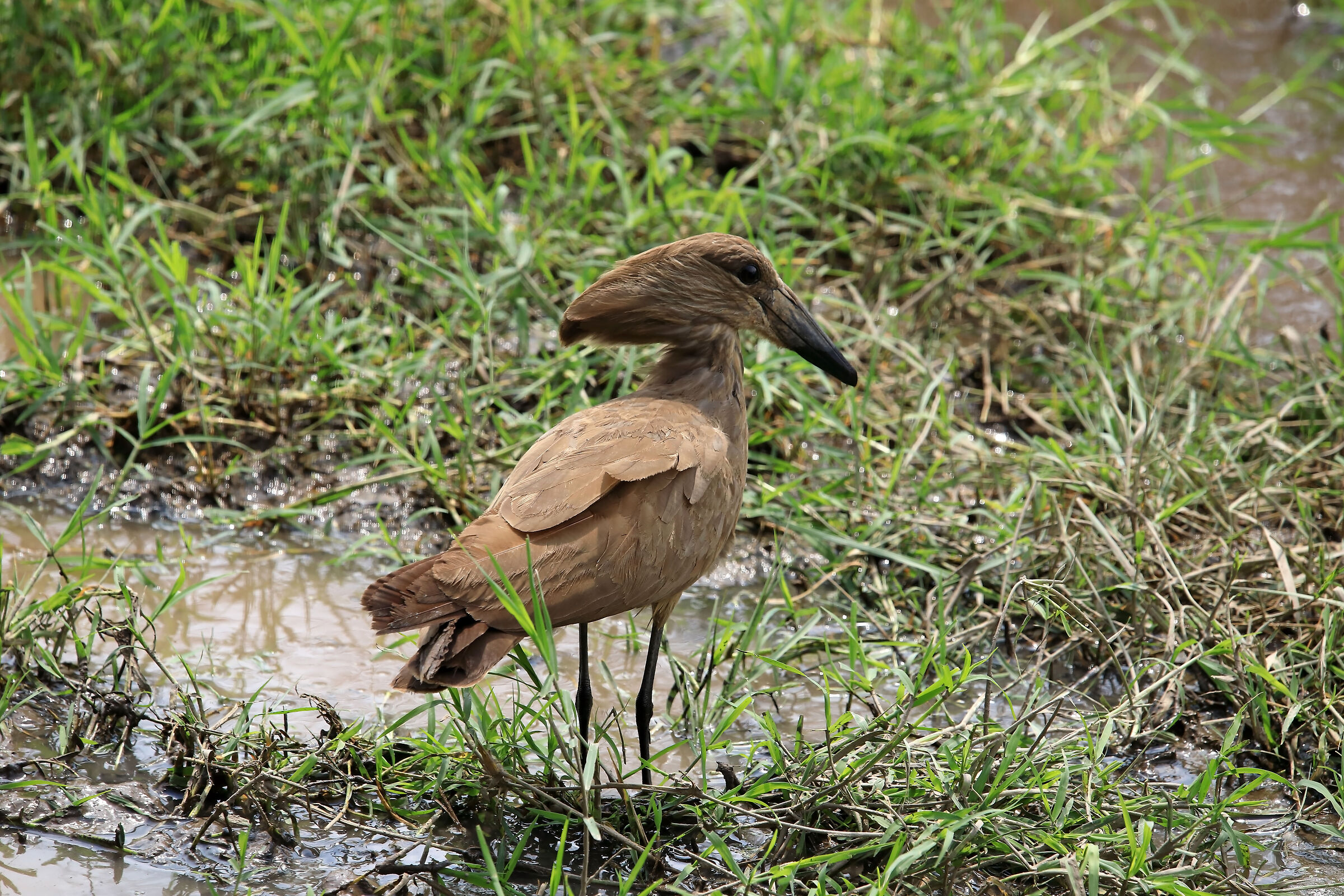 Uccello martello (Scopus umbretta)