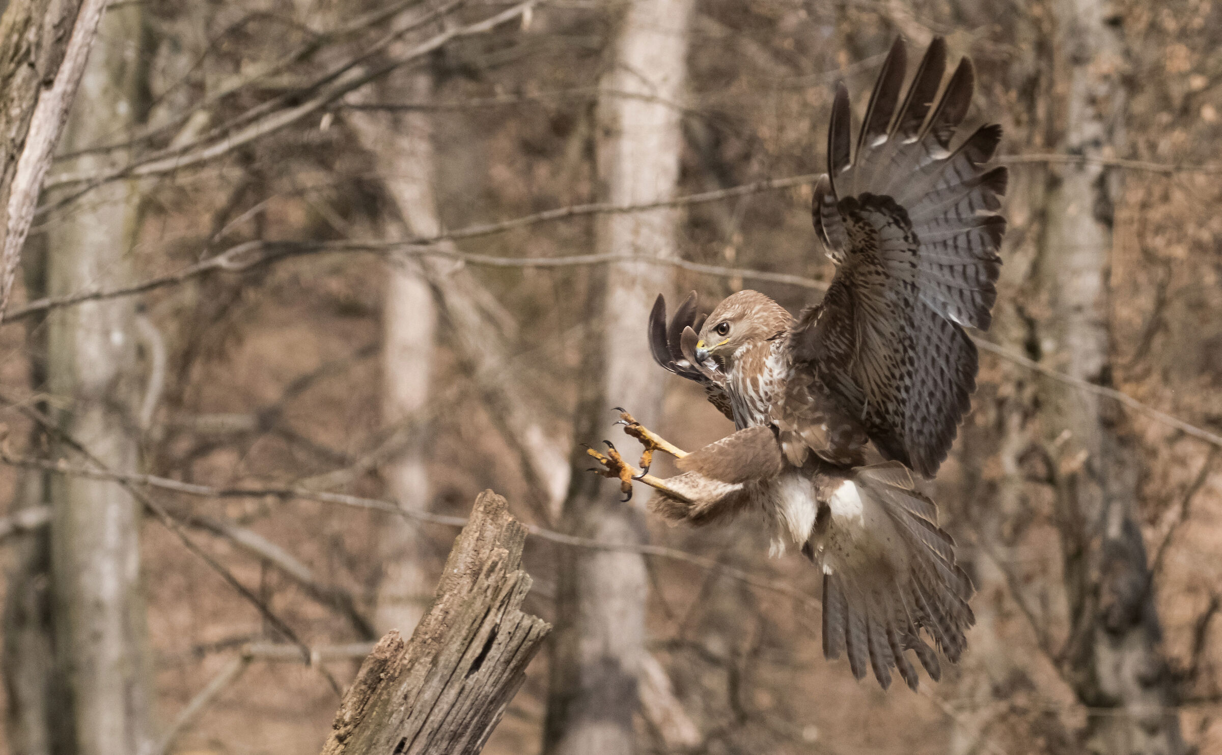 buzzard