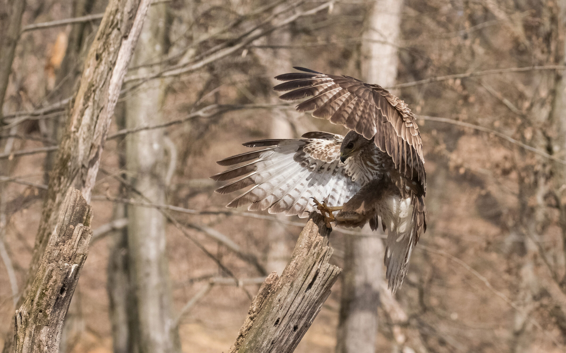 buzzard