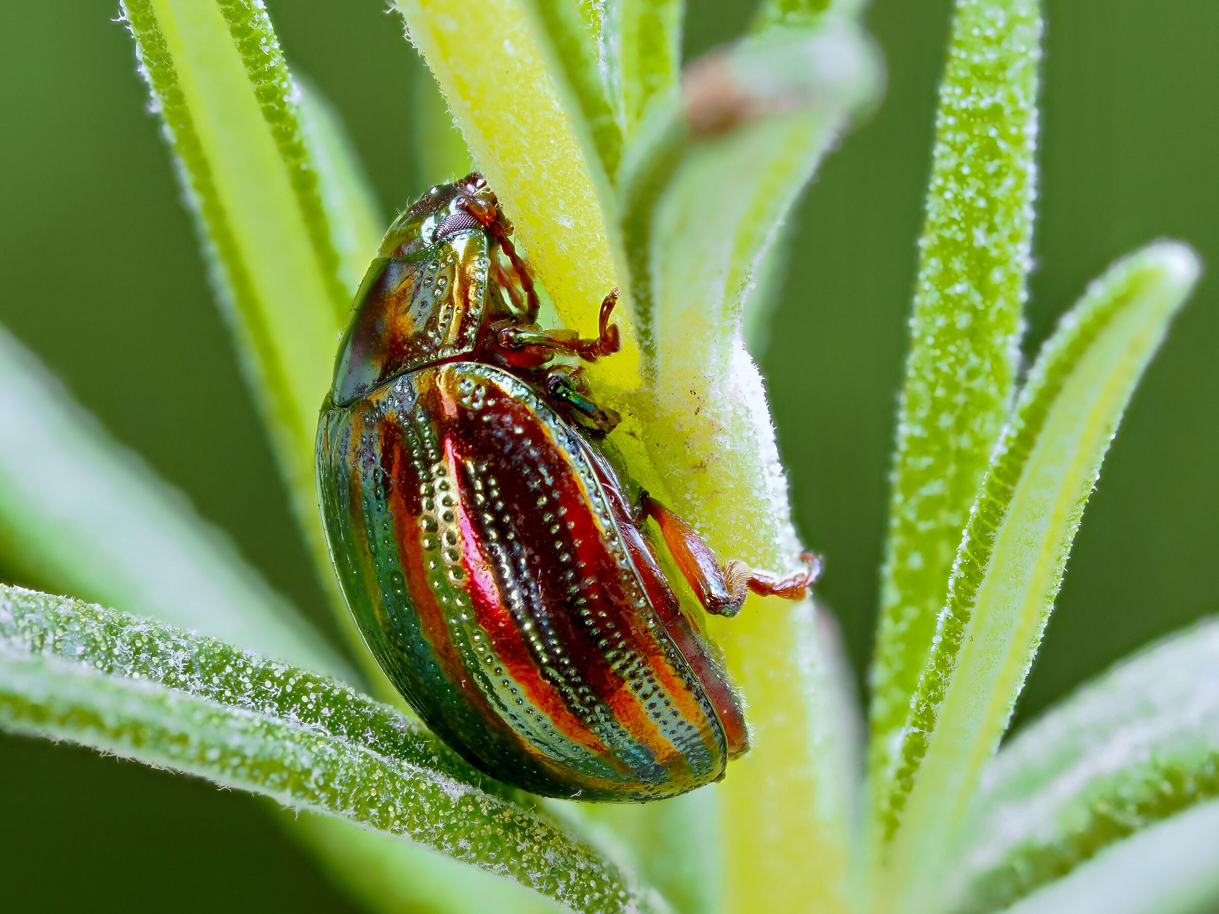 Crysolina americana (focus stacking in macchina)