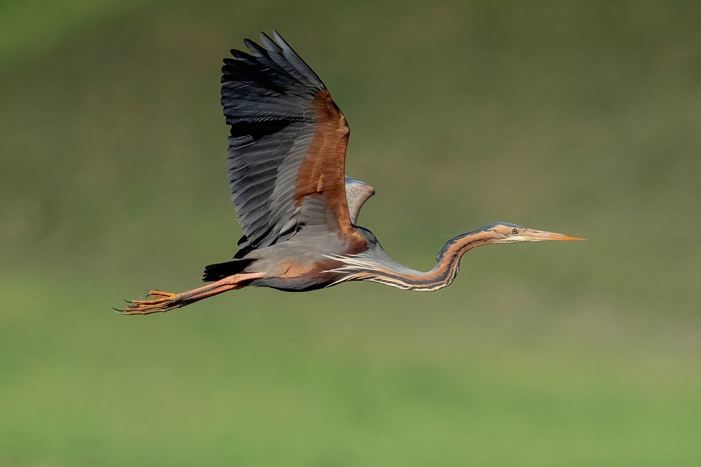 Airone rosso (Ardea purpurea)
