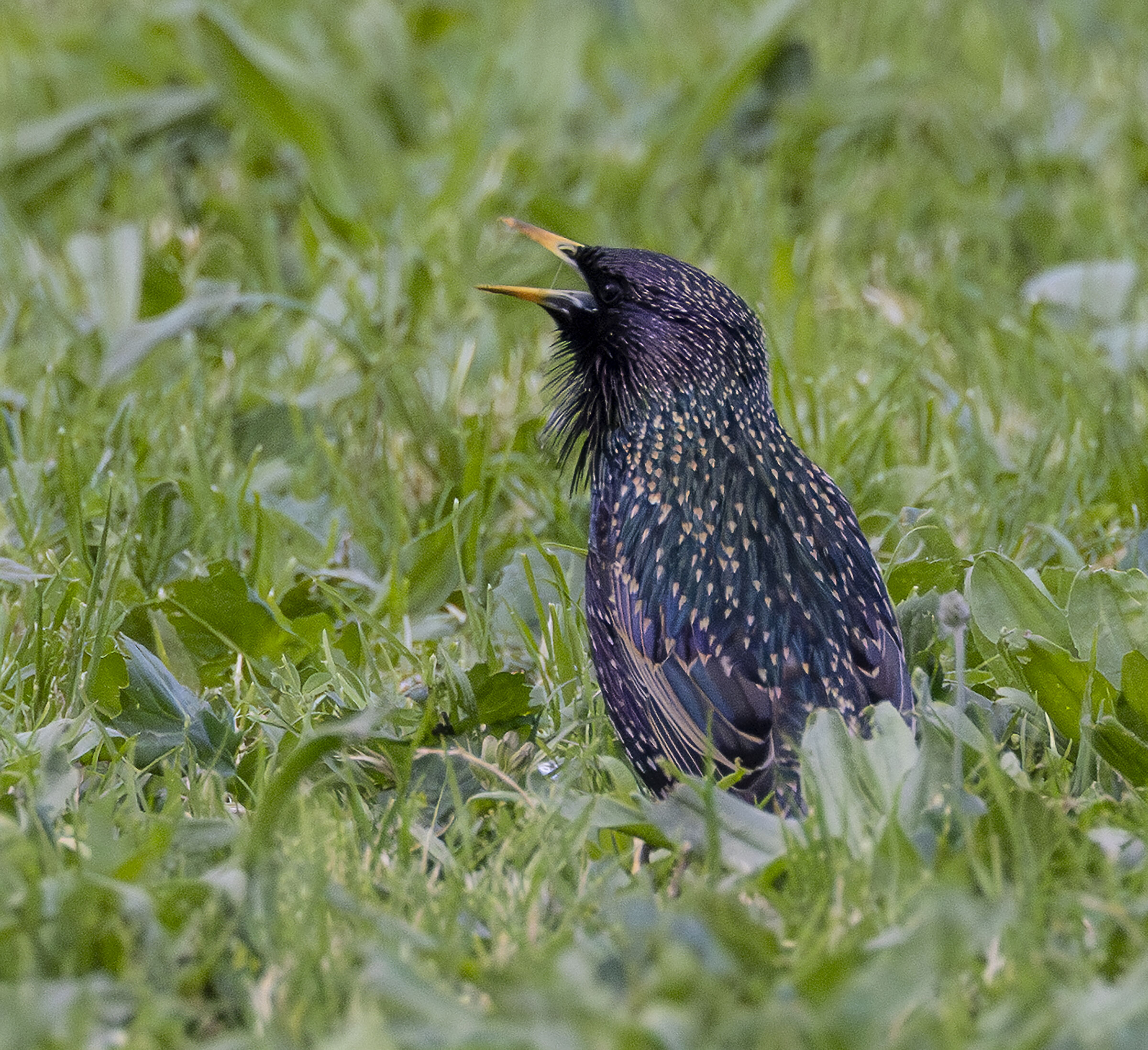 Starling