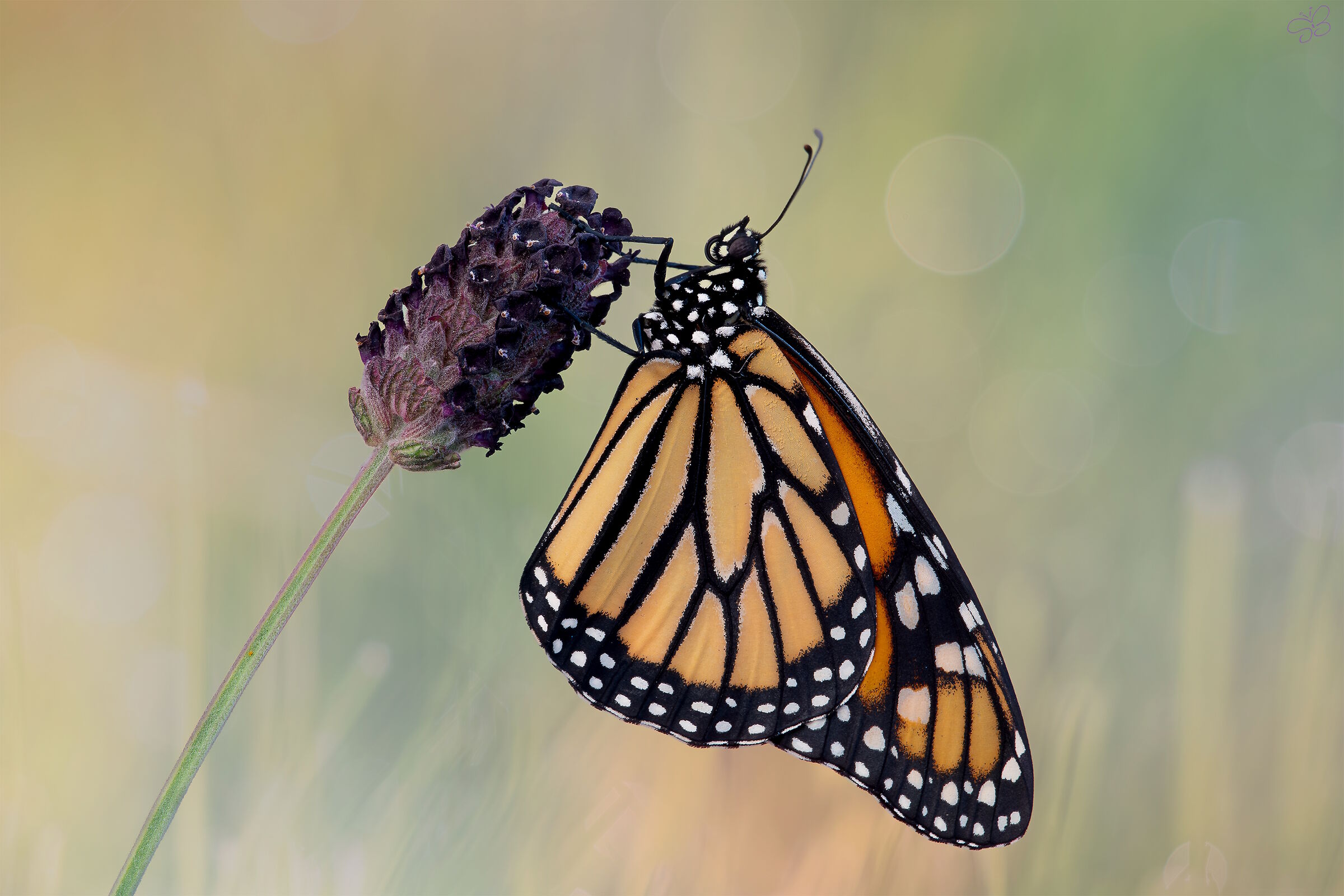 Monarch butterfly (Danaus plexippus Linnaeus, 1758)