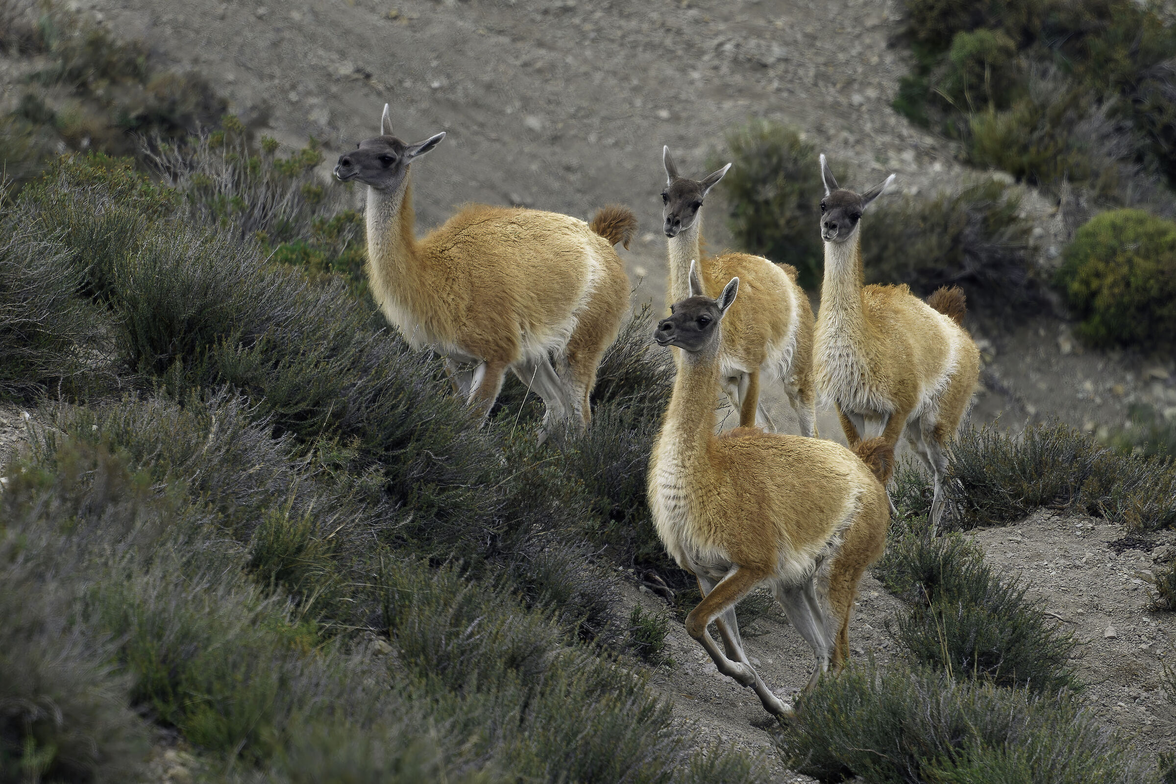 Guanaco
