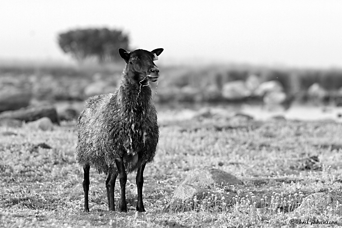 Cheep dal lato sud / isola di Gotland
