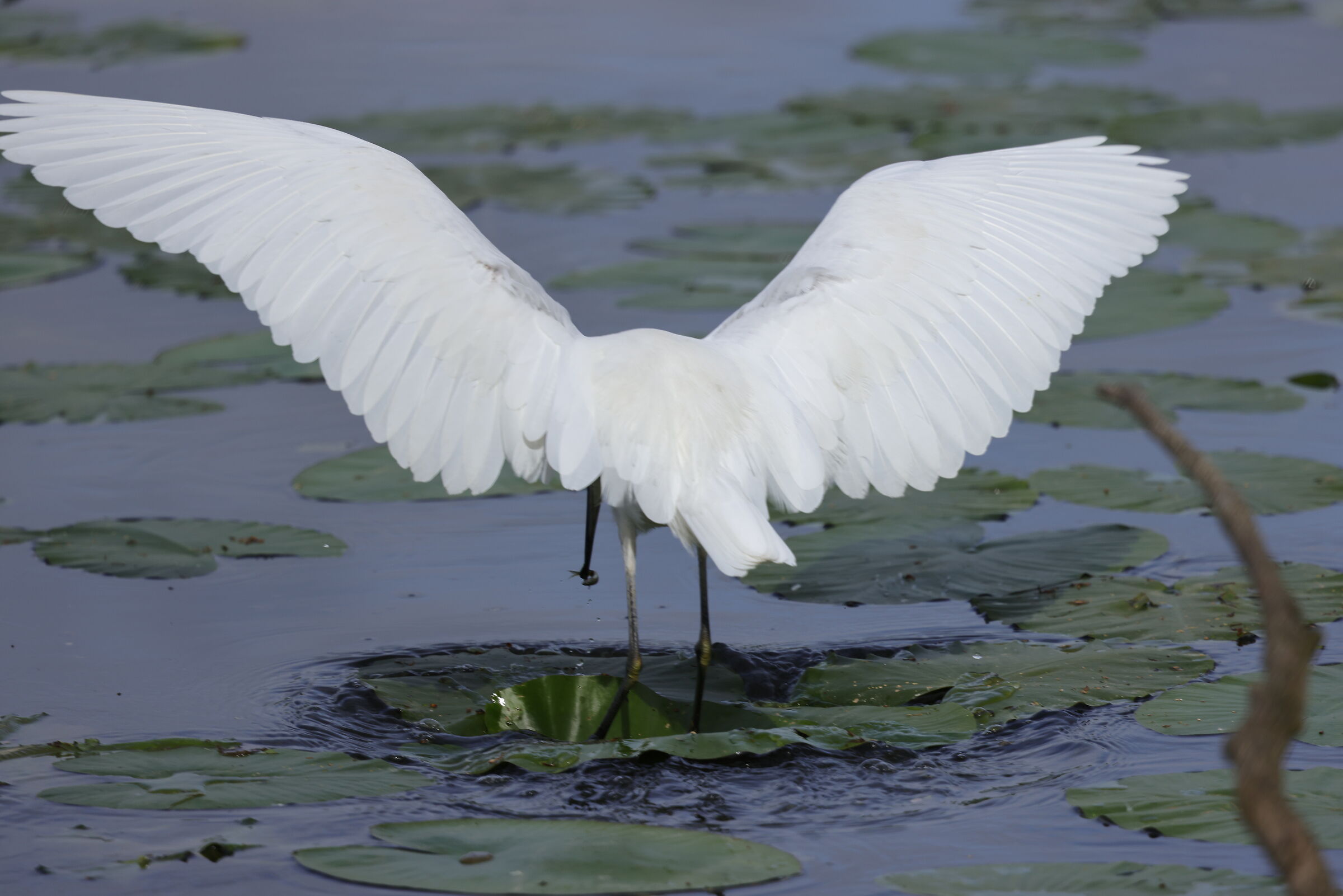 Egret 01