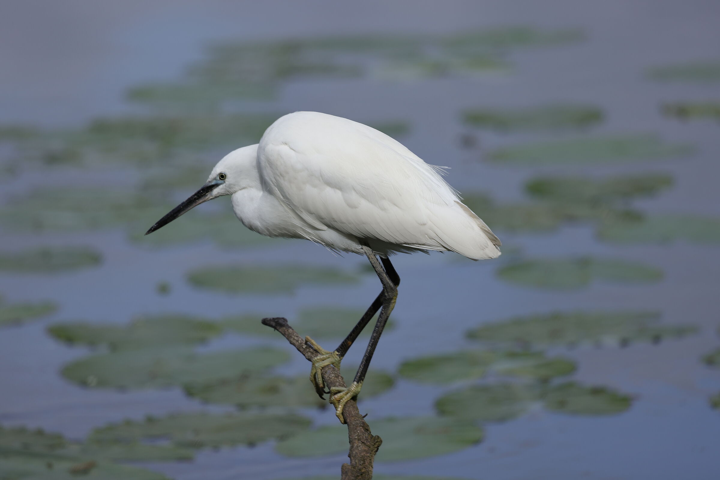 Egret 02