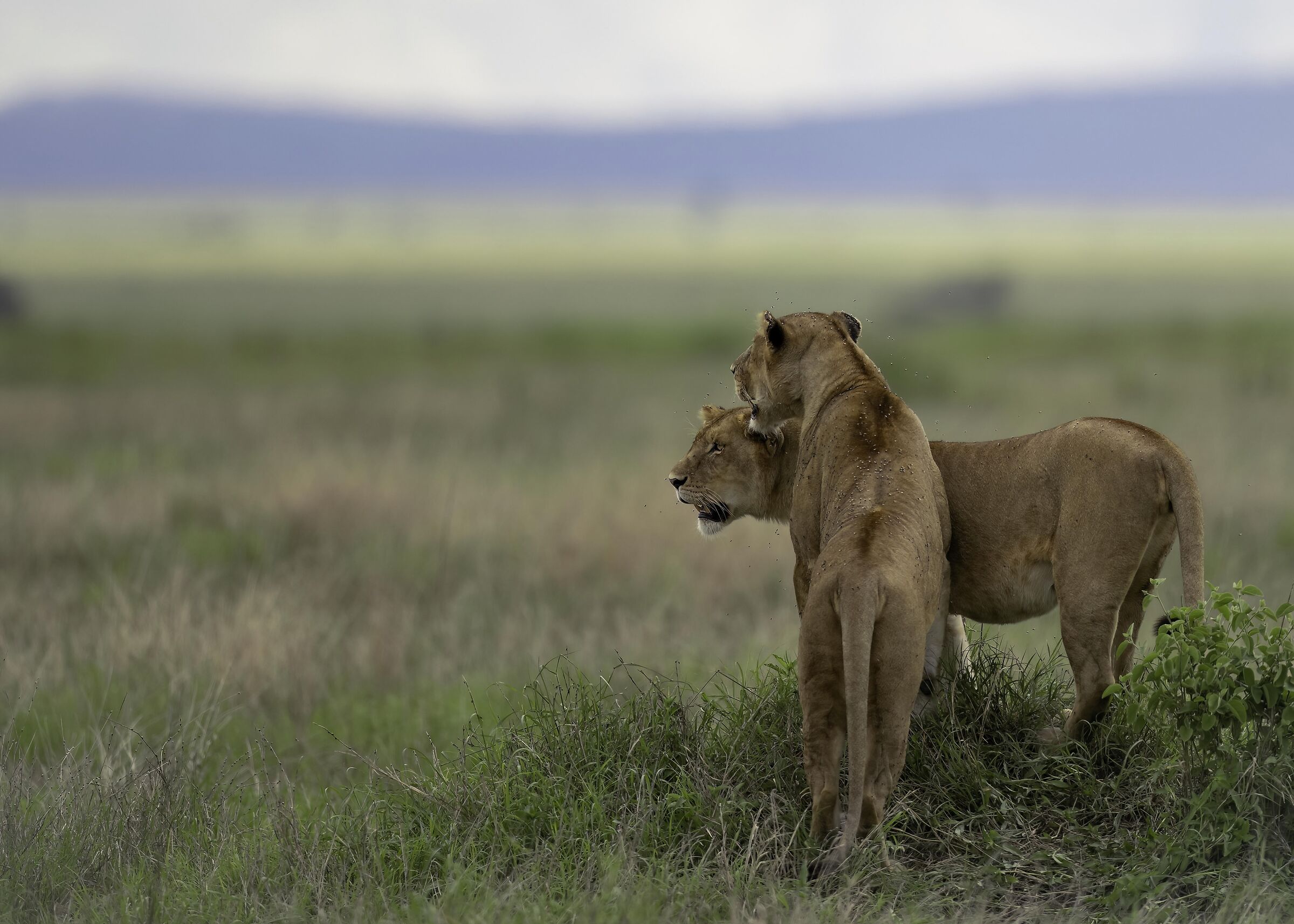 Serengeti