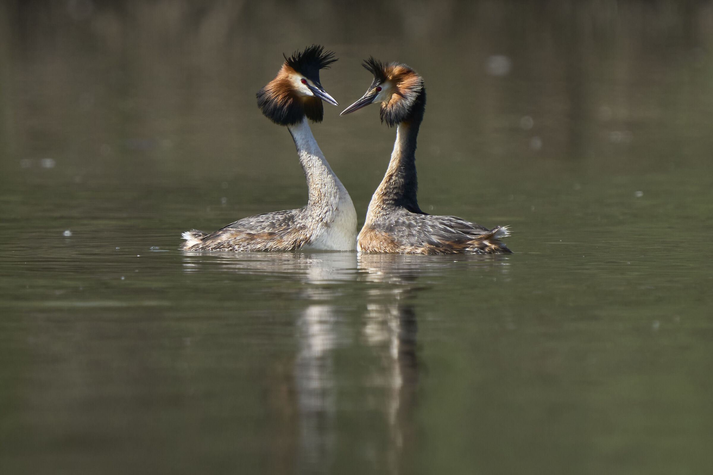 Great crested grebe