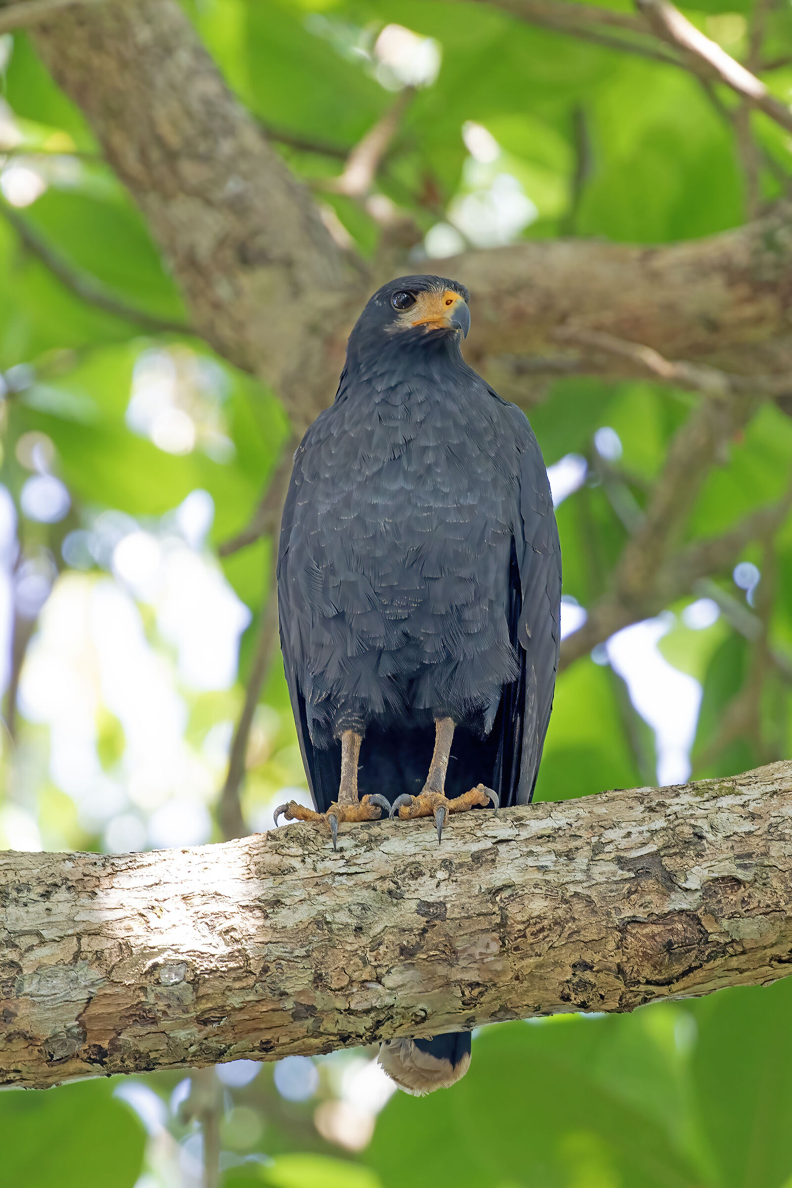 Common Black Hawk