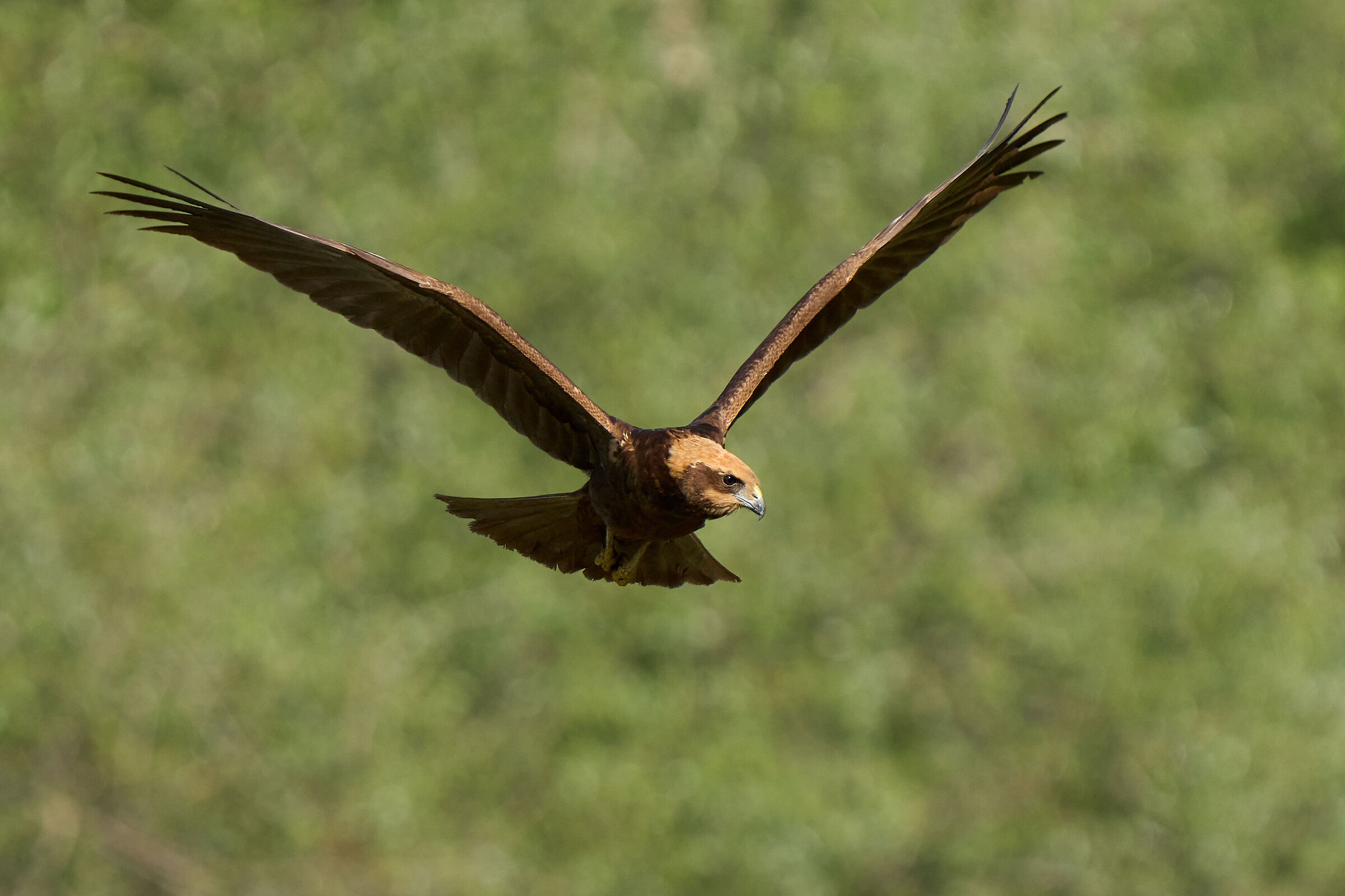 Marsh Harrier