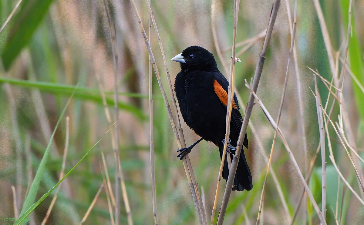 Vedova codaventaglio (Euplectes axillaris)