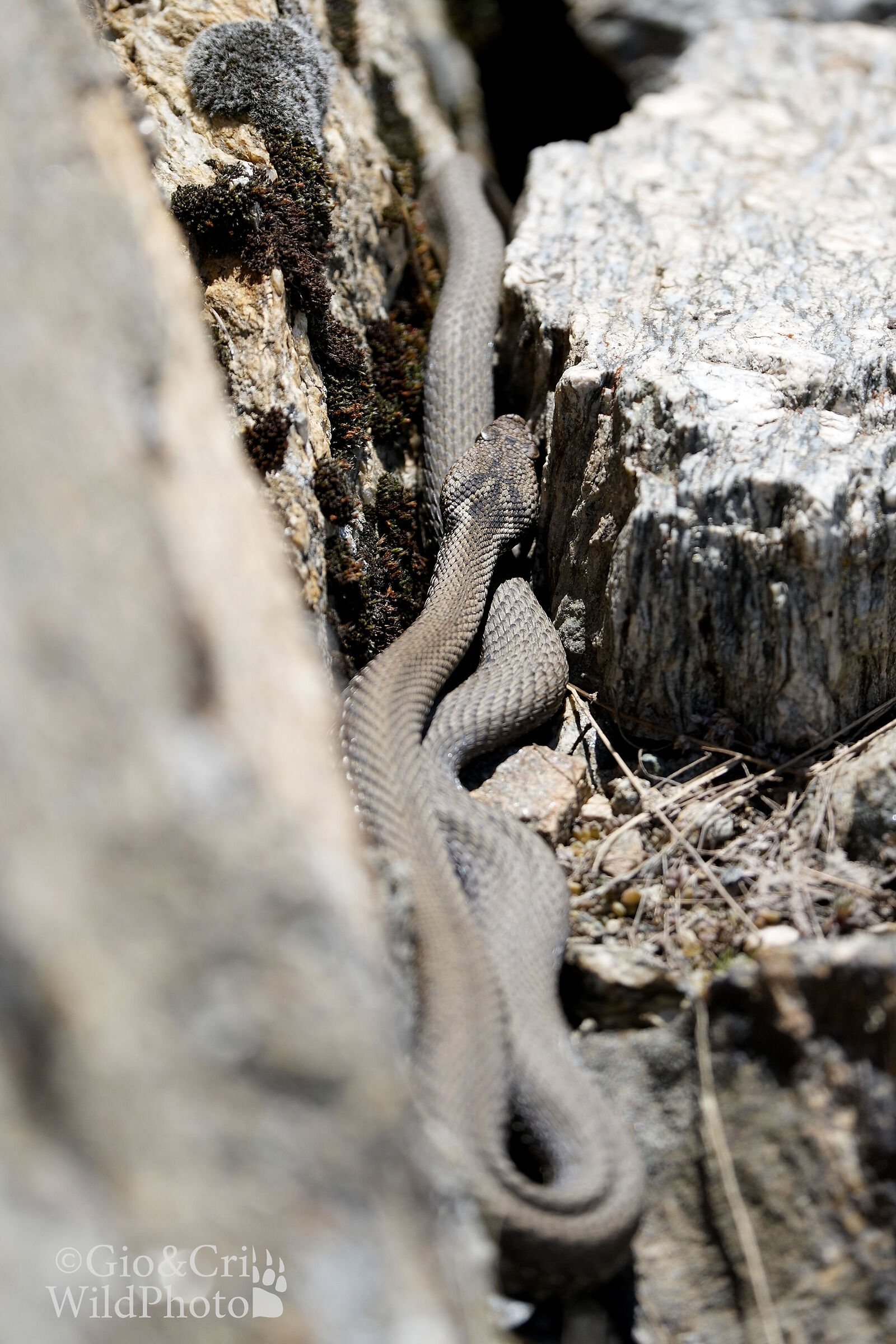 Surprises on the side of the path