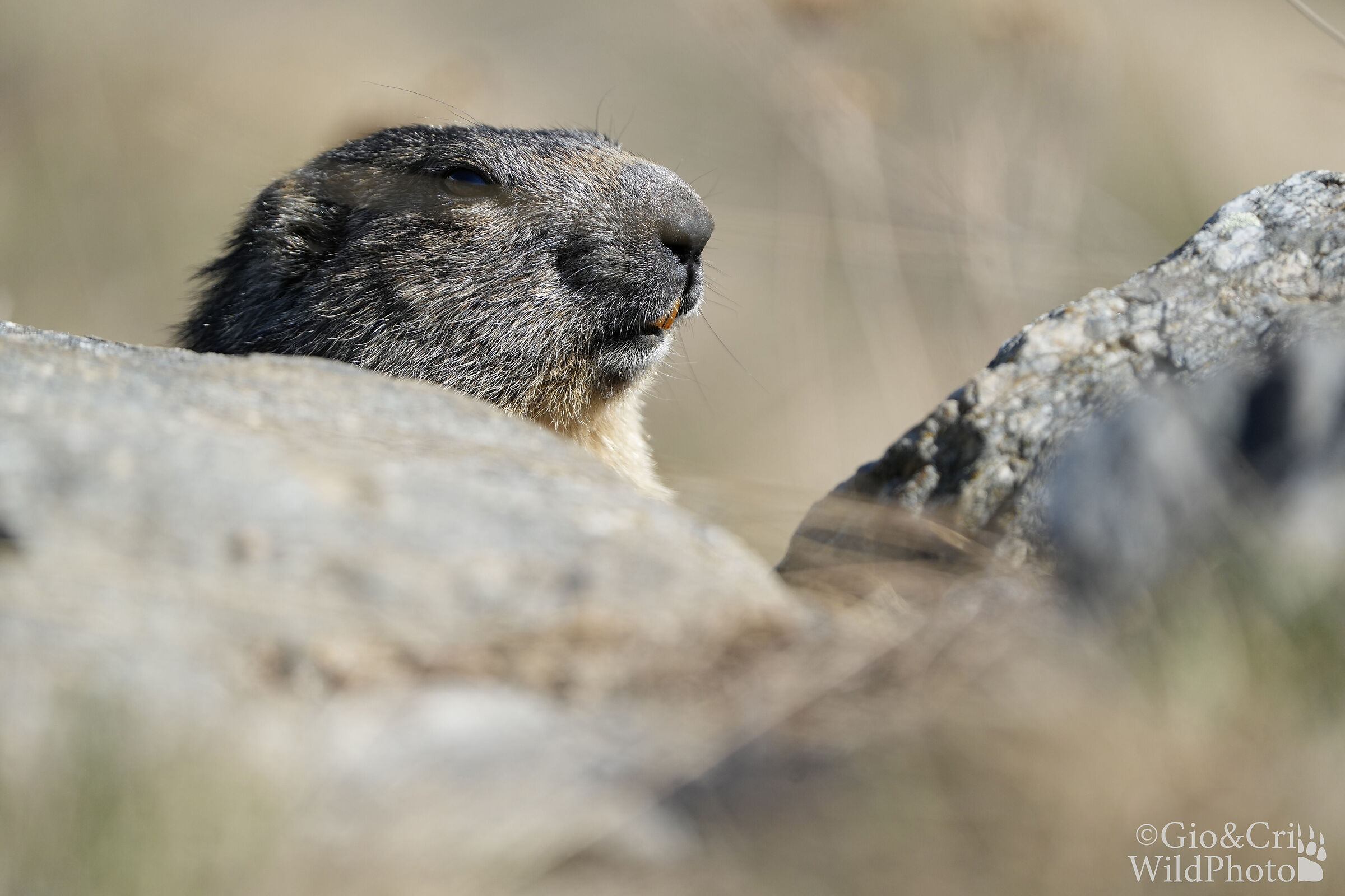 The marmot peeps out