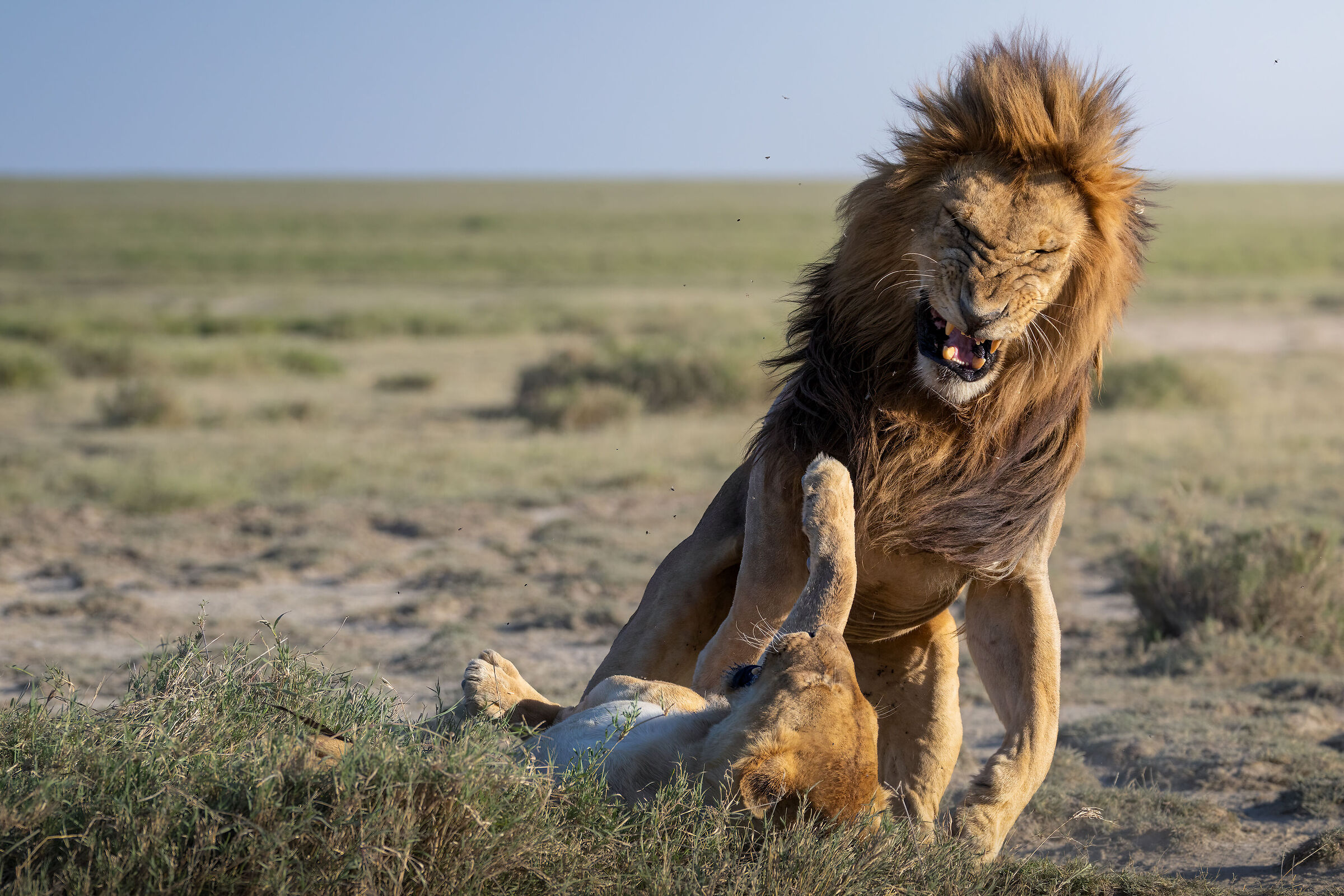 After mating