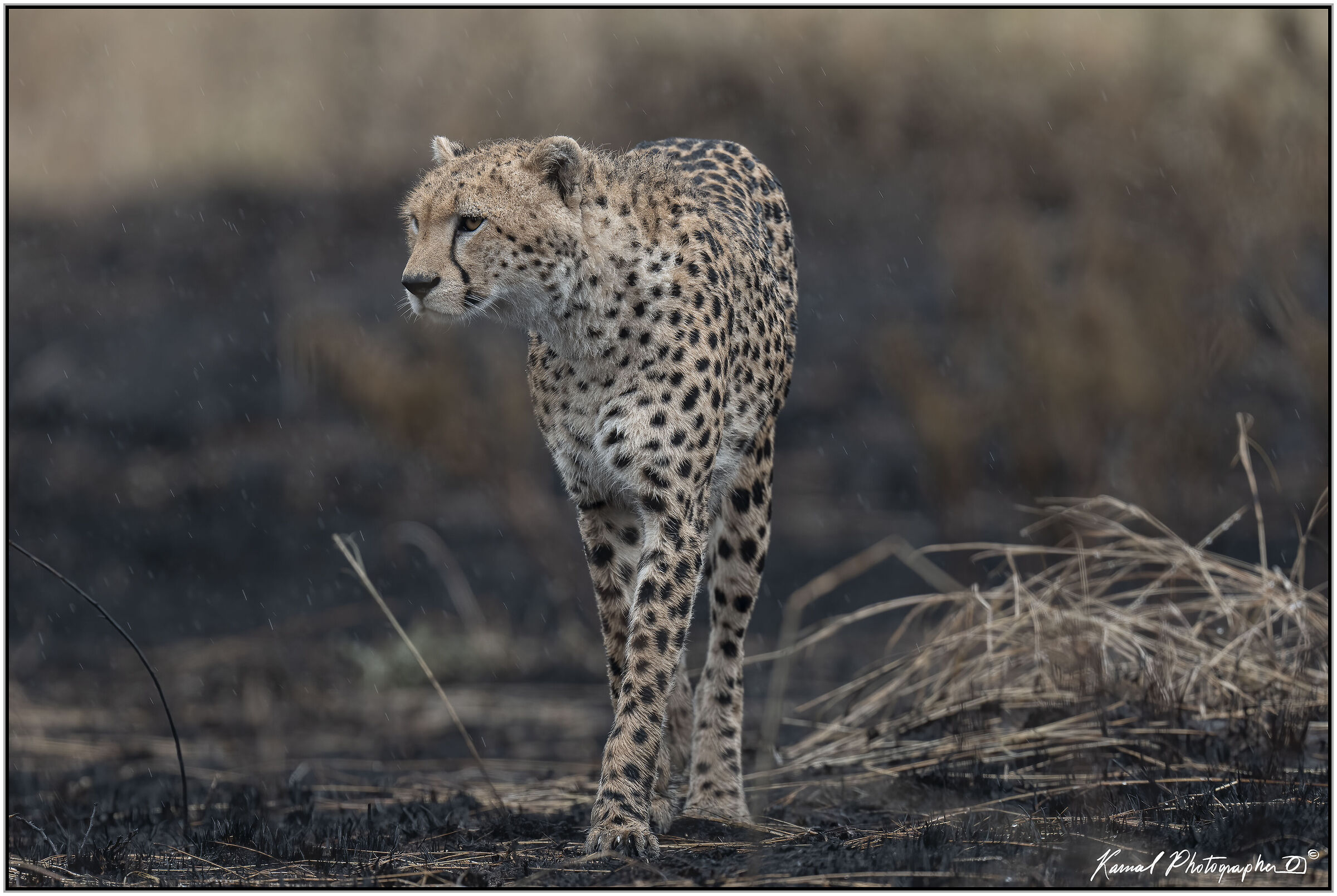 Ghepardo (Acinonyx jubatus)