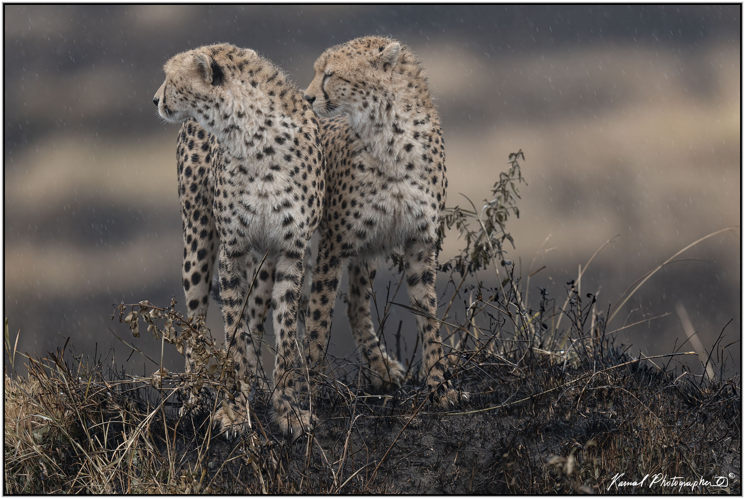 Ghepardo (Acinonyx jubatus)