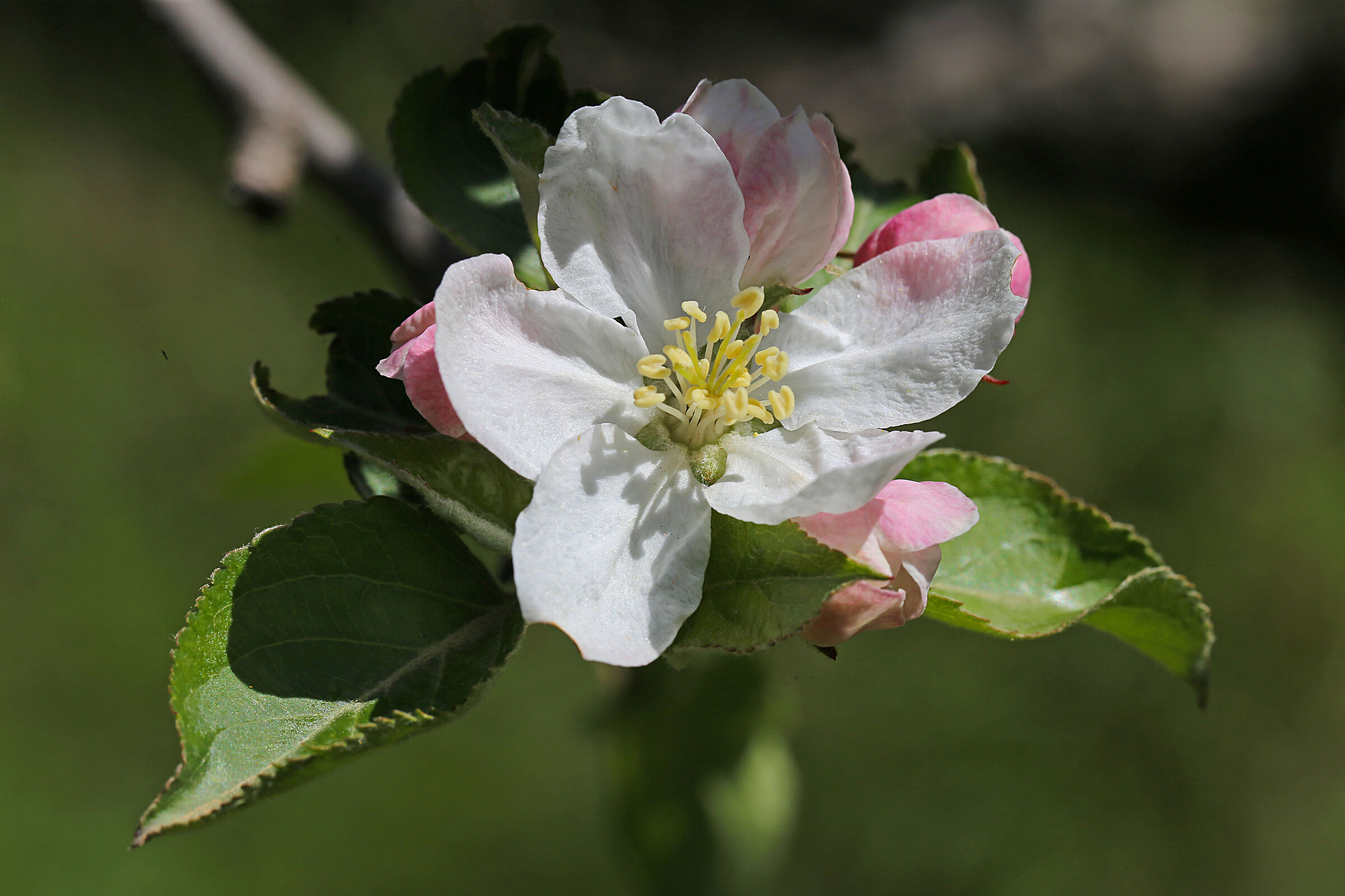 Happy Easter (apple blossom)