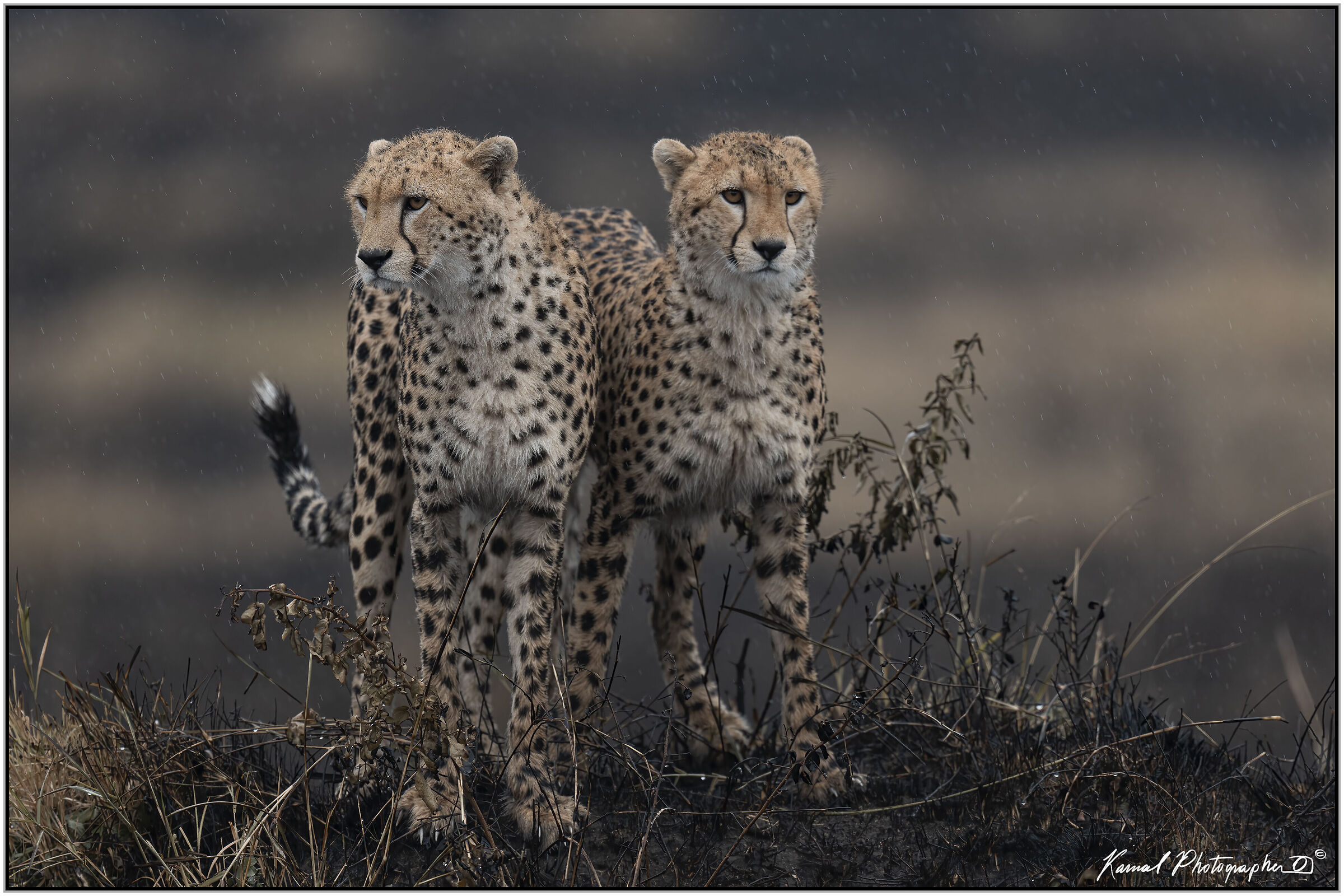 Ghepardo (Acinonyx jubatus)