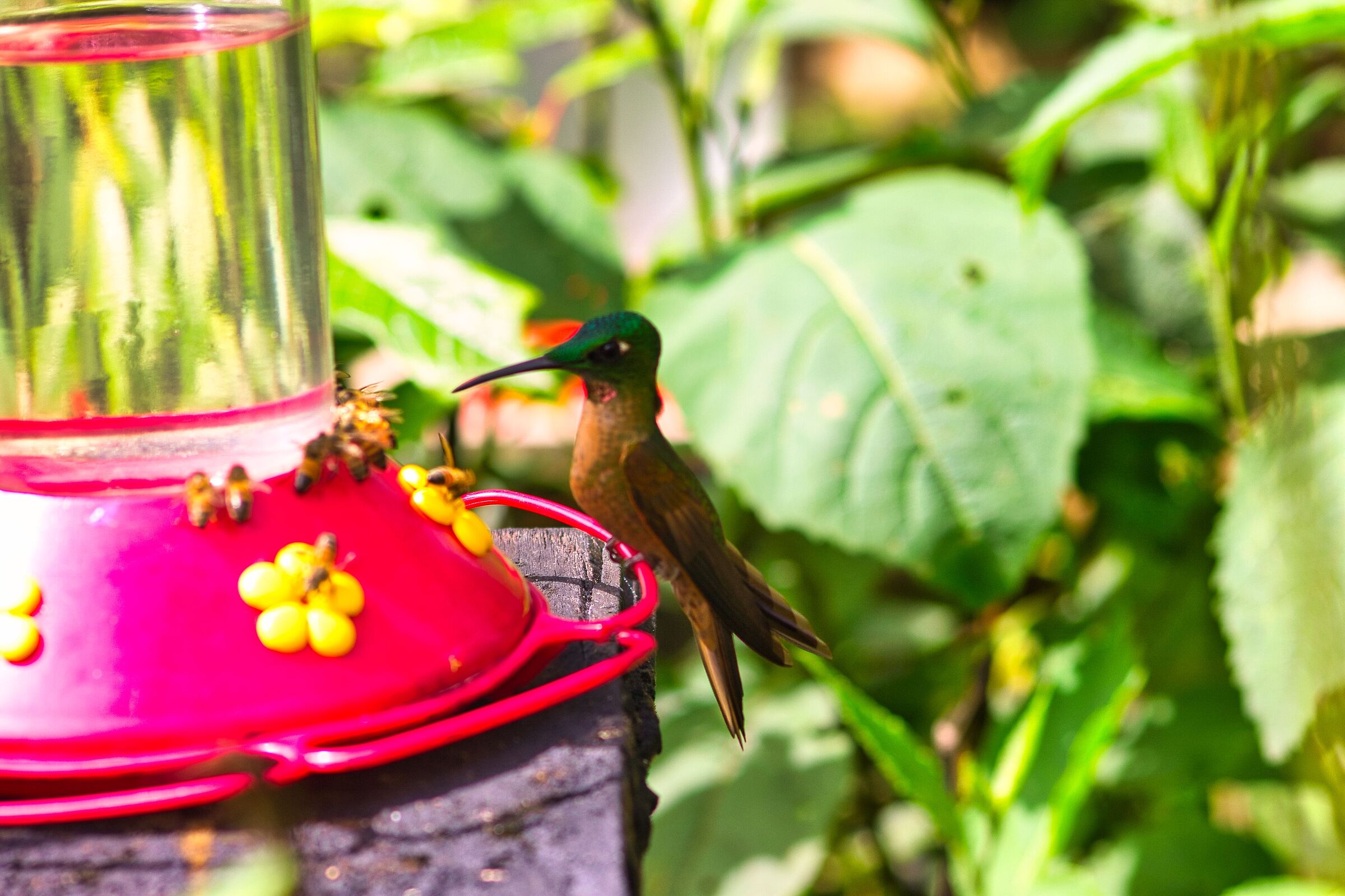 Colibrì Diamante pecho castano