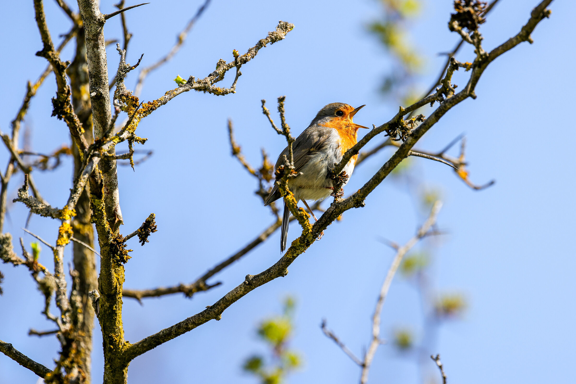 Spring in Upper Bavaria - I'm small, but hear me out