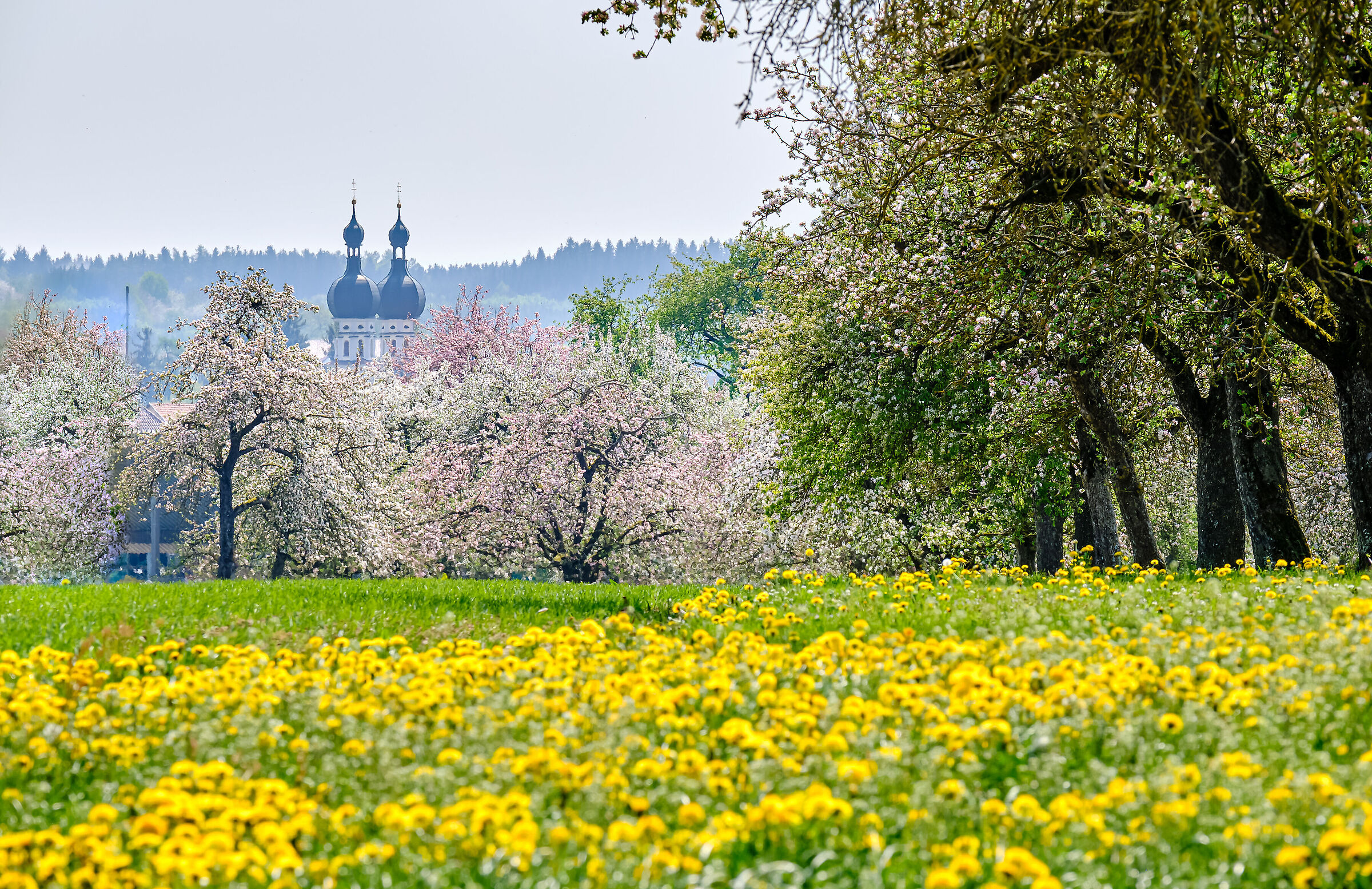 Spring close to the Lake of Constance (Bodensee)