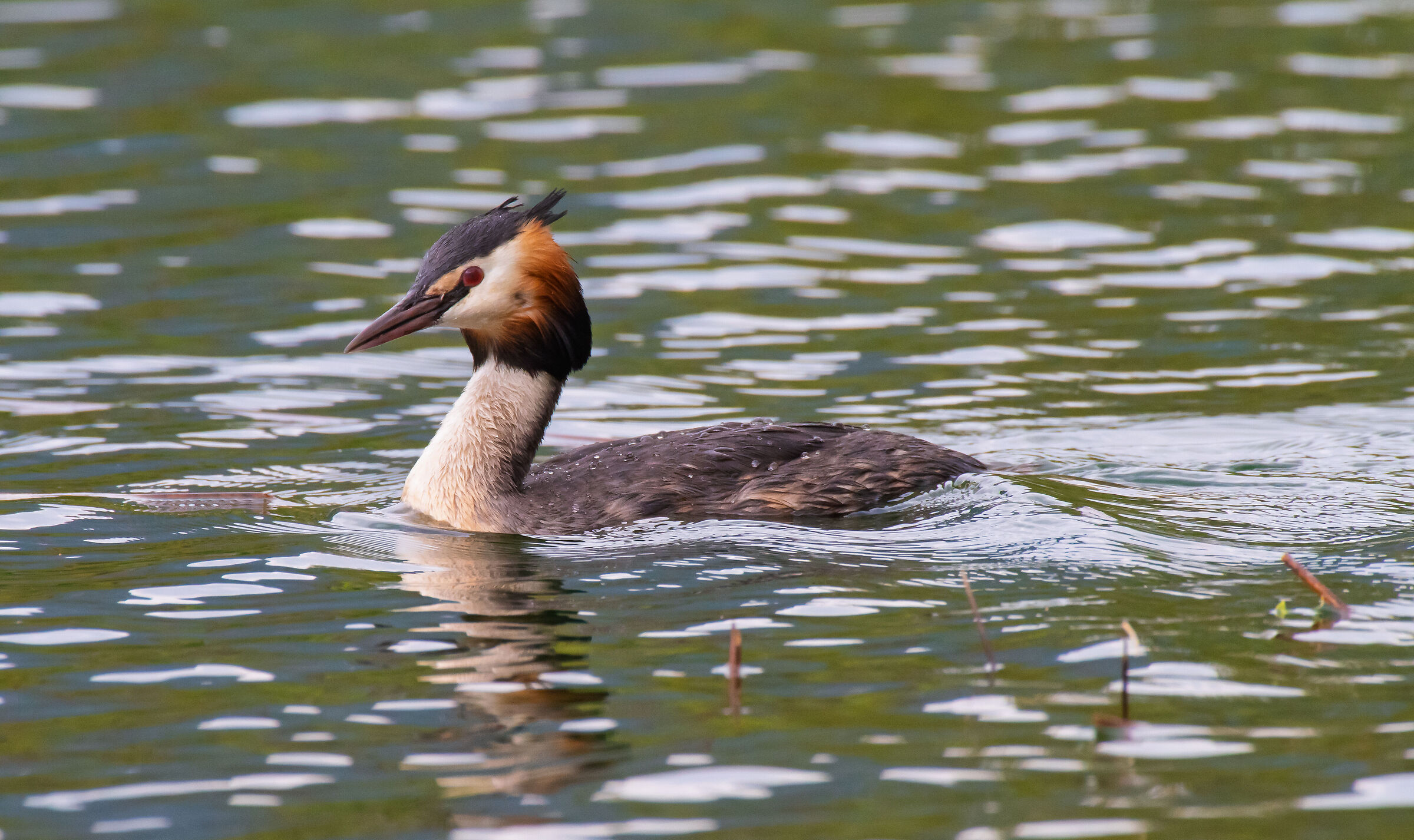 Great crested grebe soon resurfaced