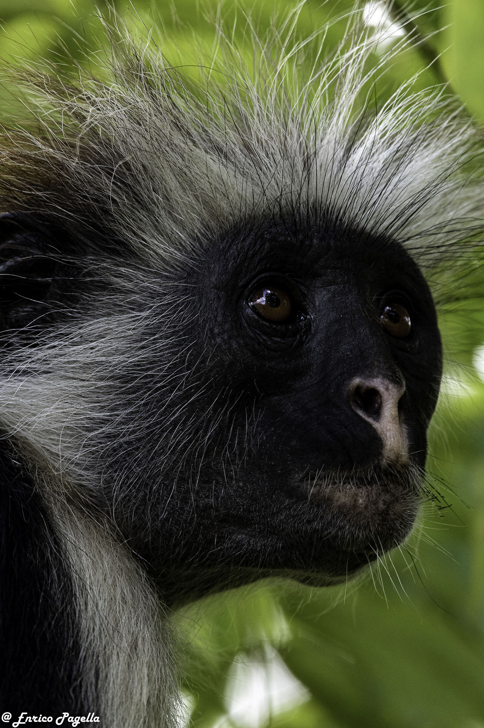 Red colobus