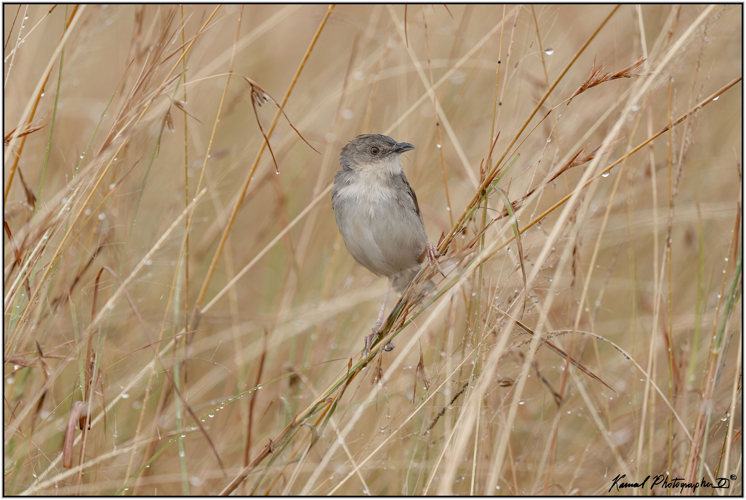 Lynes's Cisticola (Cisticola distinctus)
