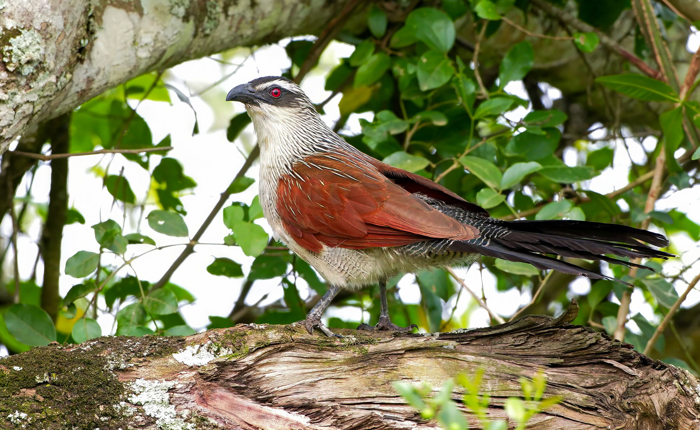 Cuculo dai sopraccigli bianchi (Centropus superciliosus