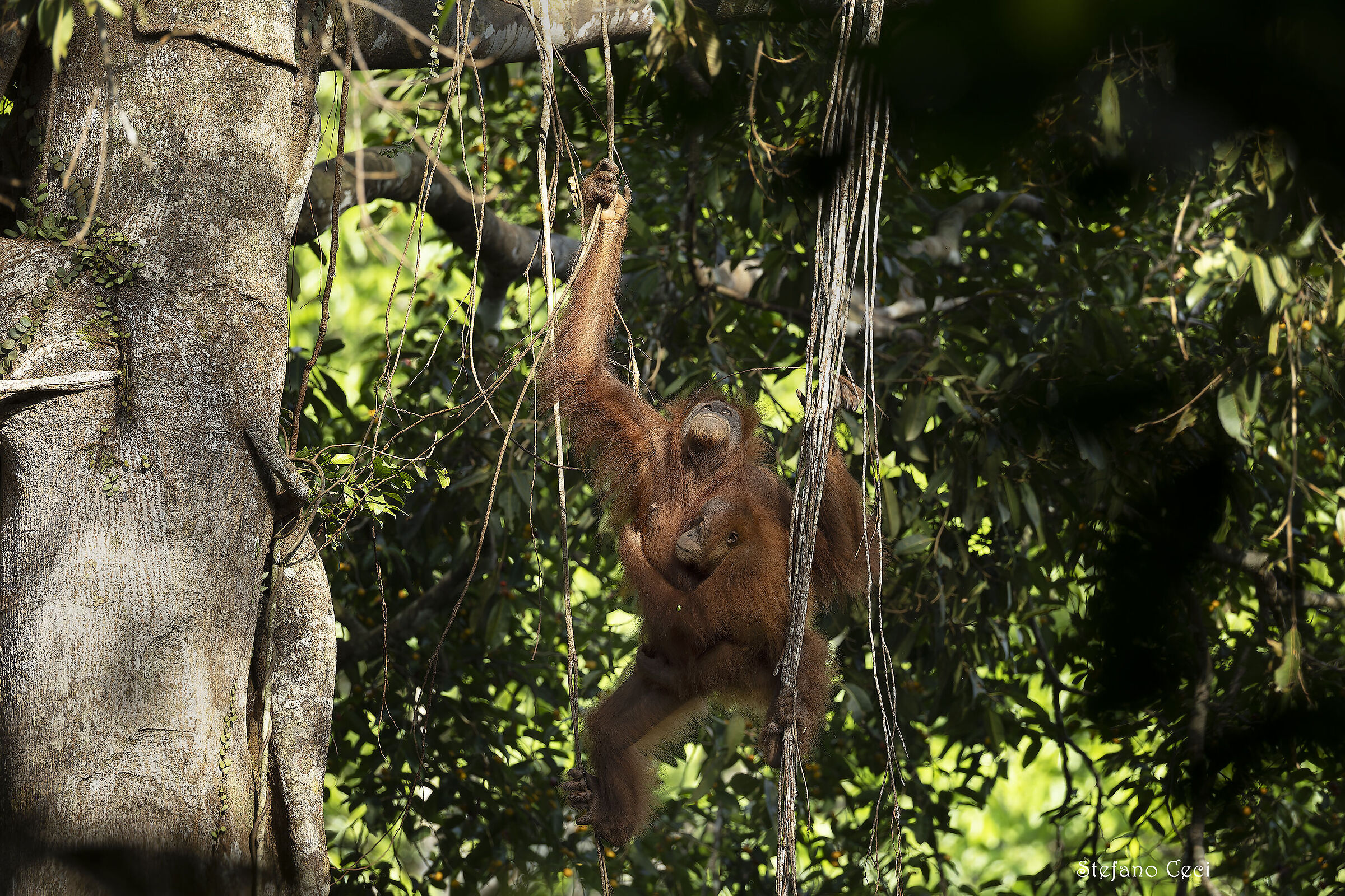 Female orangutan with baby