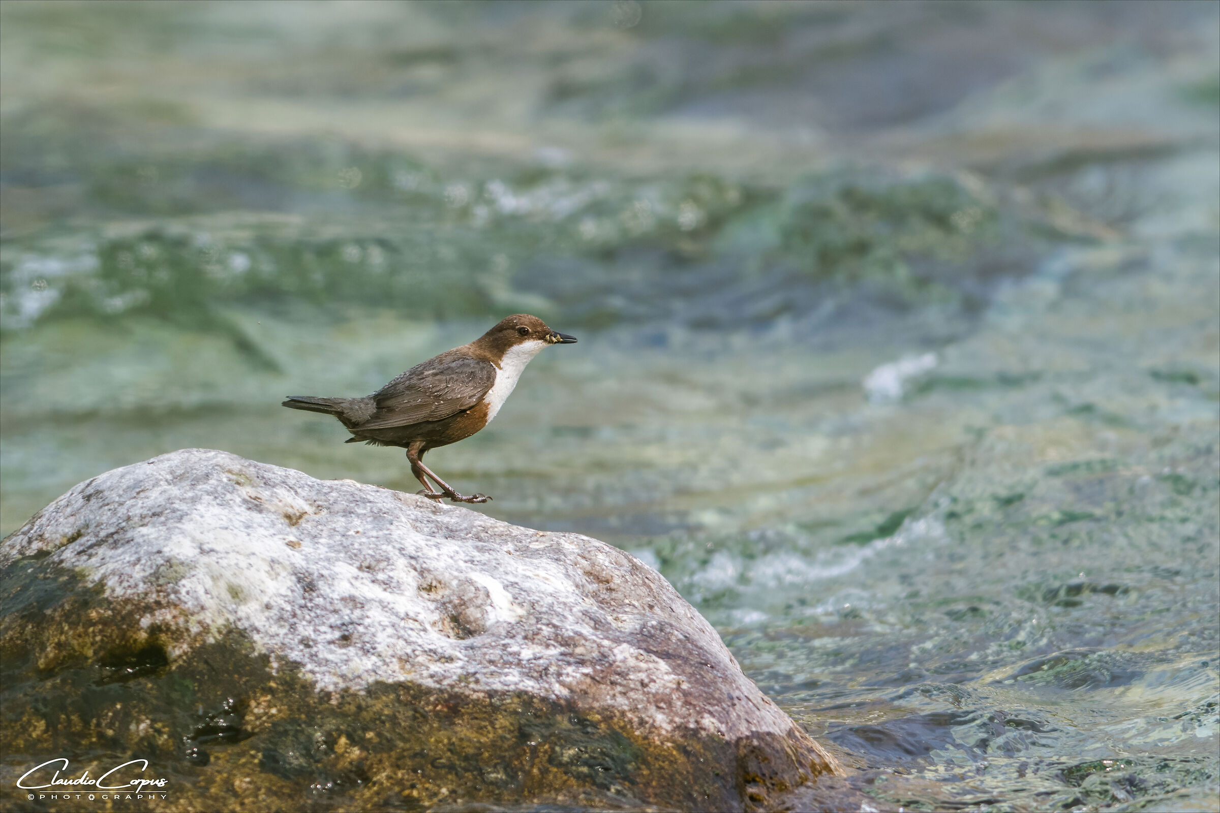 Cinclus cinclus (Dipper)