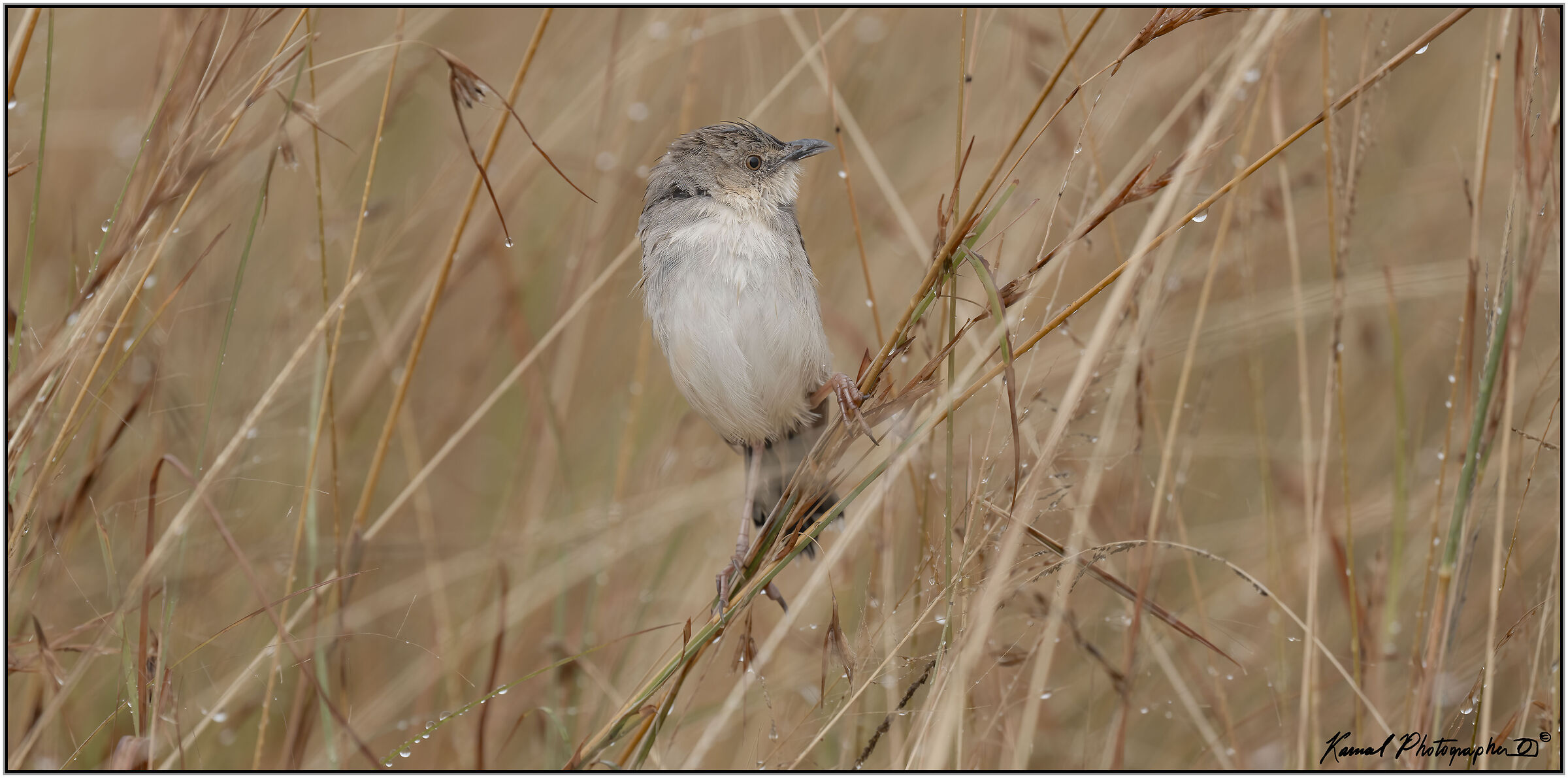 Lynes's Cisticola (Cisticola distinctus)