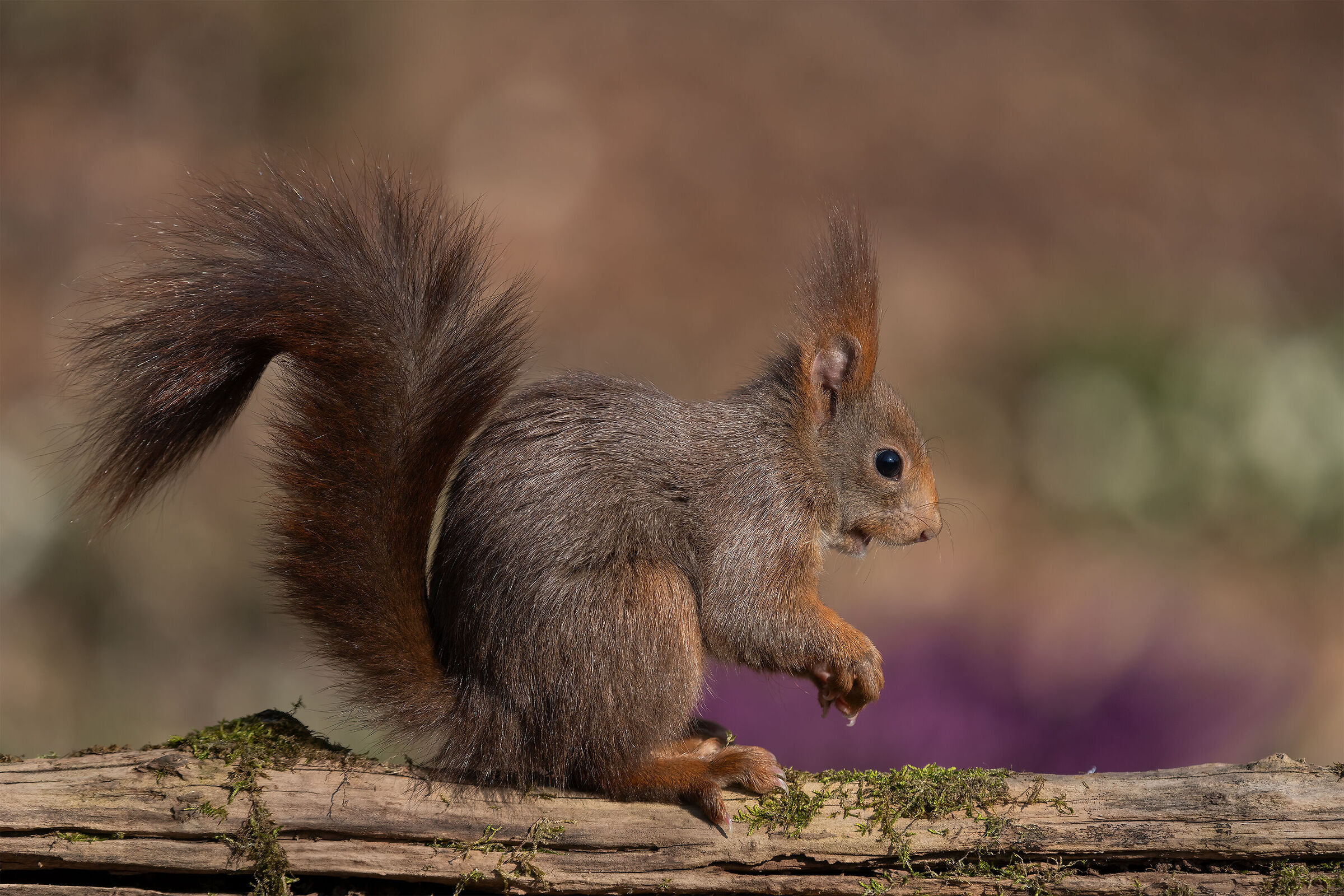 Red squirrel