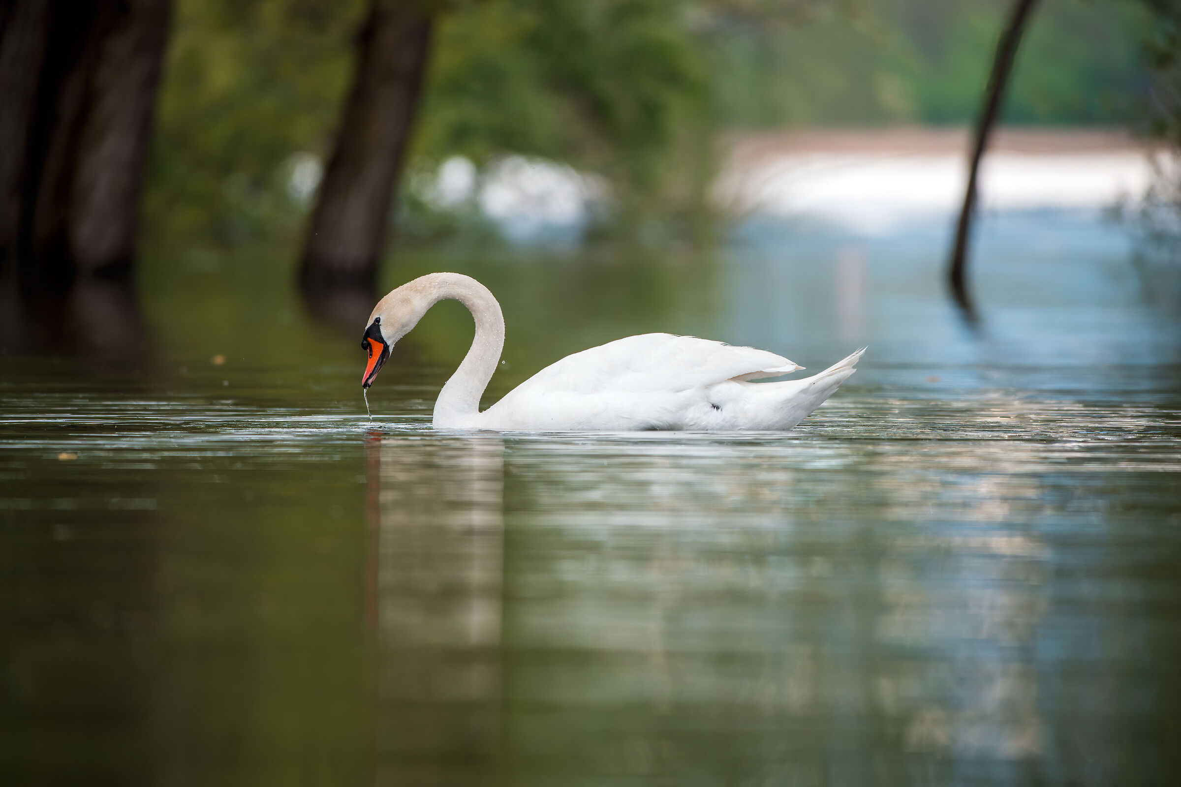 The swan on flood day
